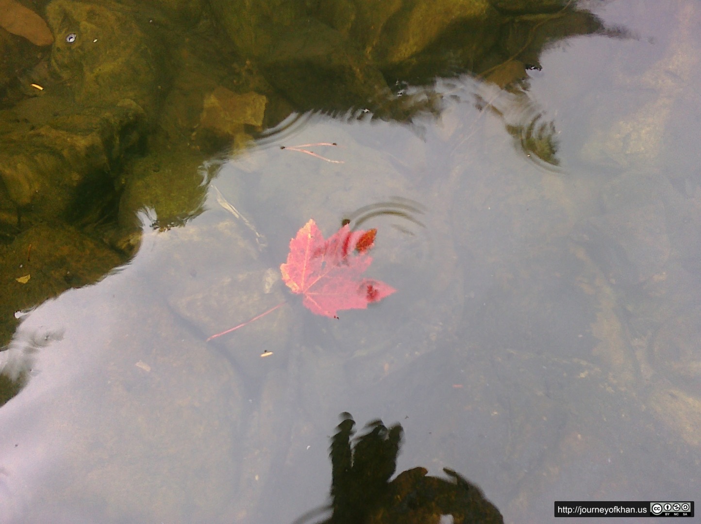 Autumn Leaf in a Creek