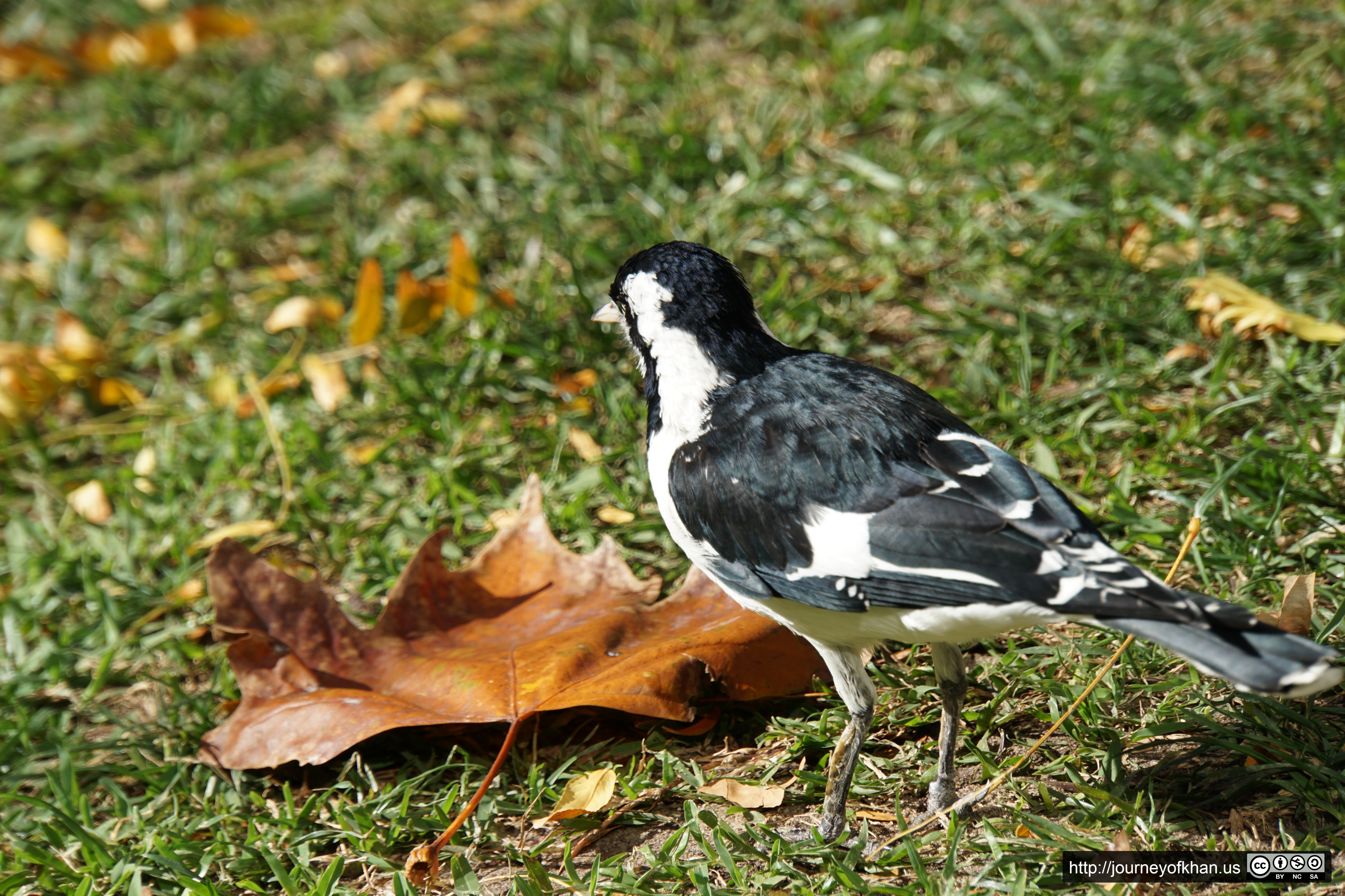 Bird in the Fall (High Resolution)