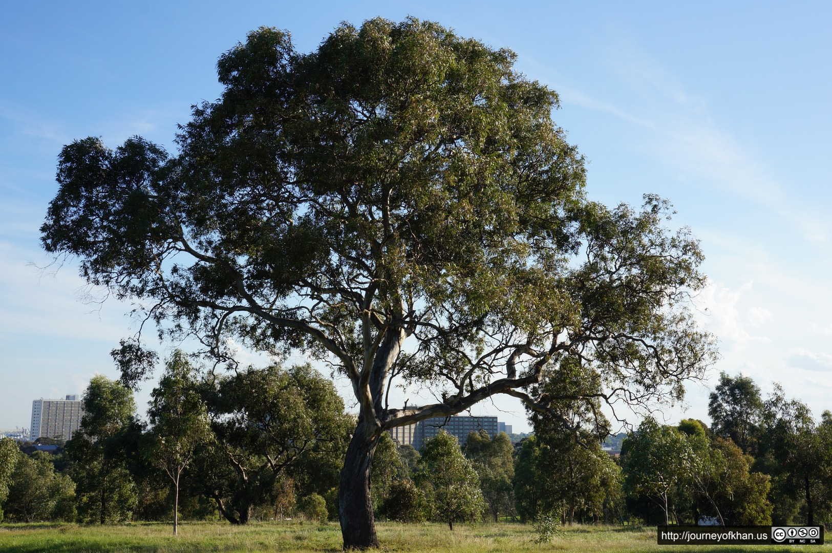 Tree and Buildings in Royal Park