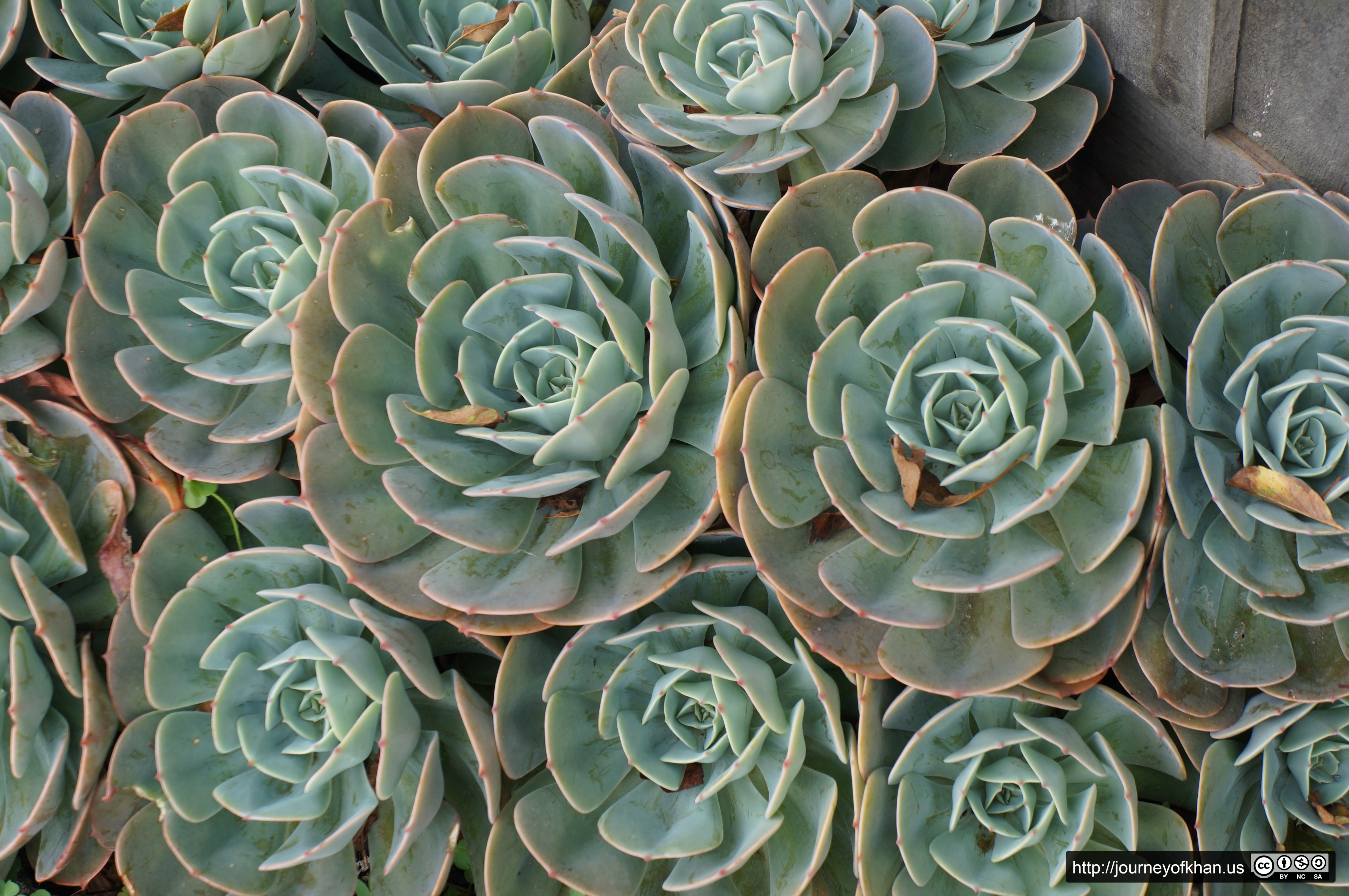 Succulents in Seaford (High Resolution)
