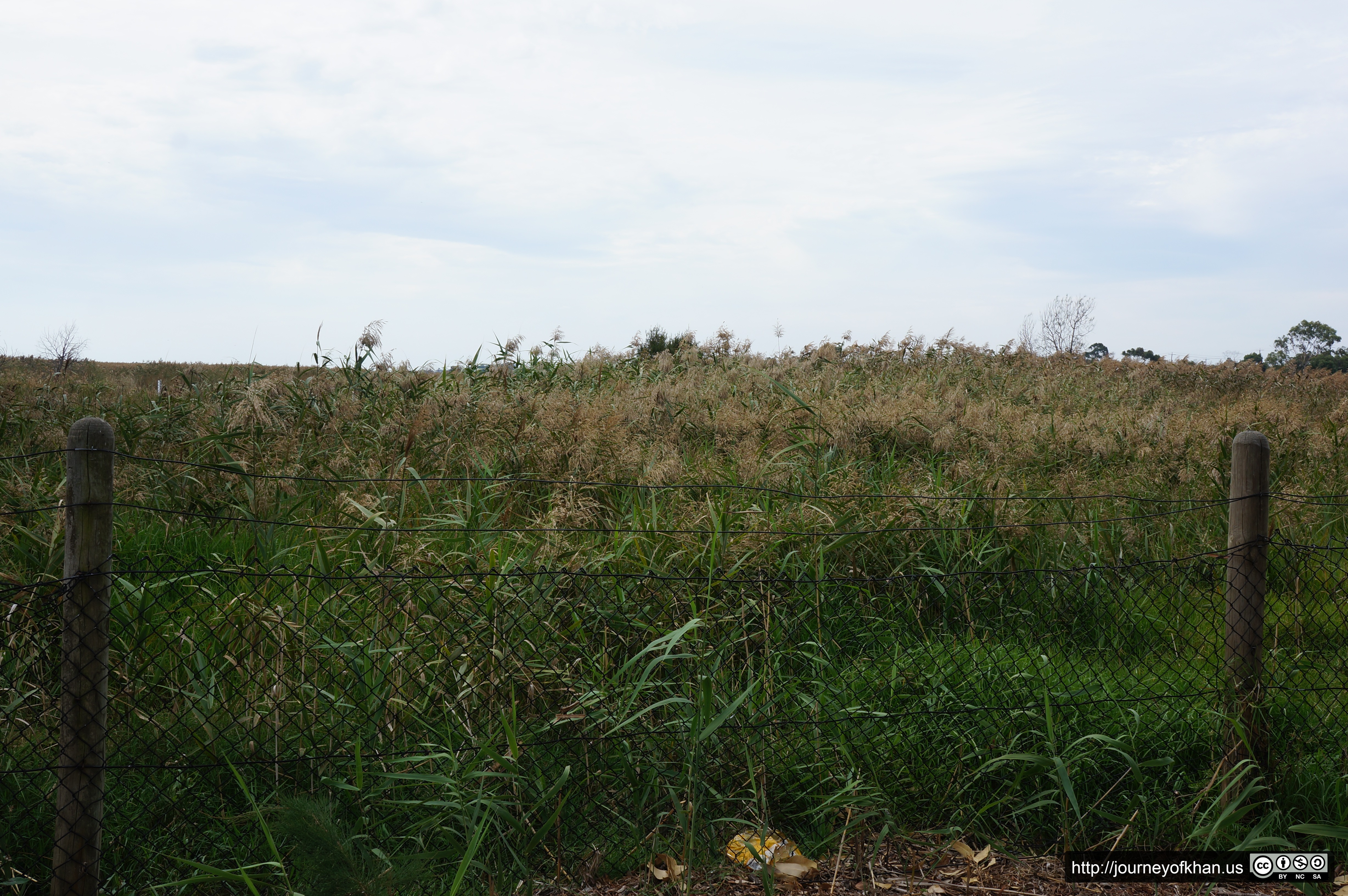 Reeds and a Fence (High Resolution)