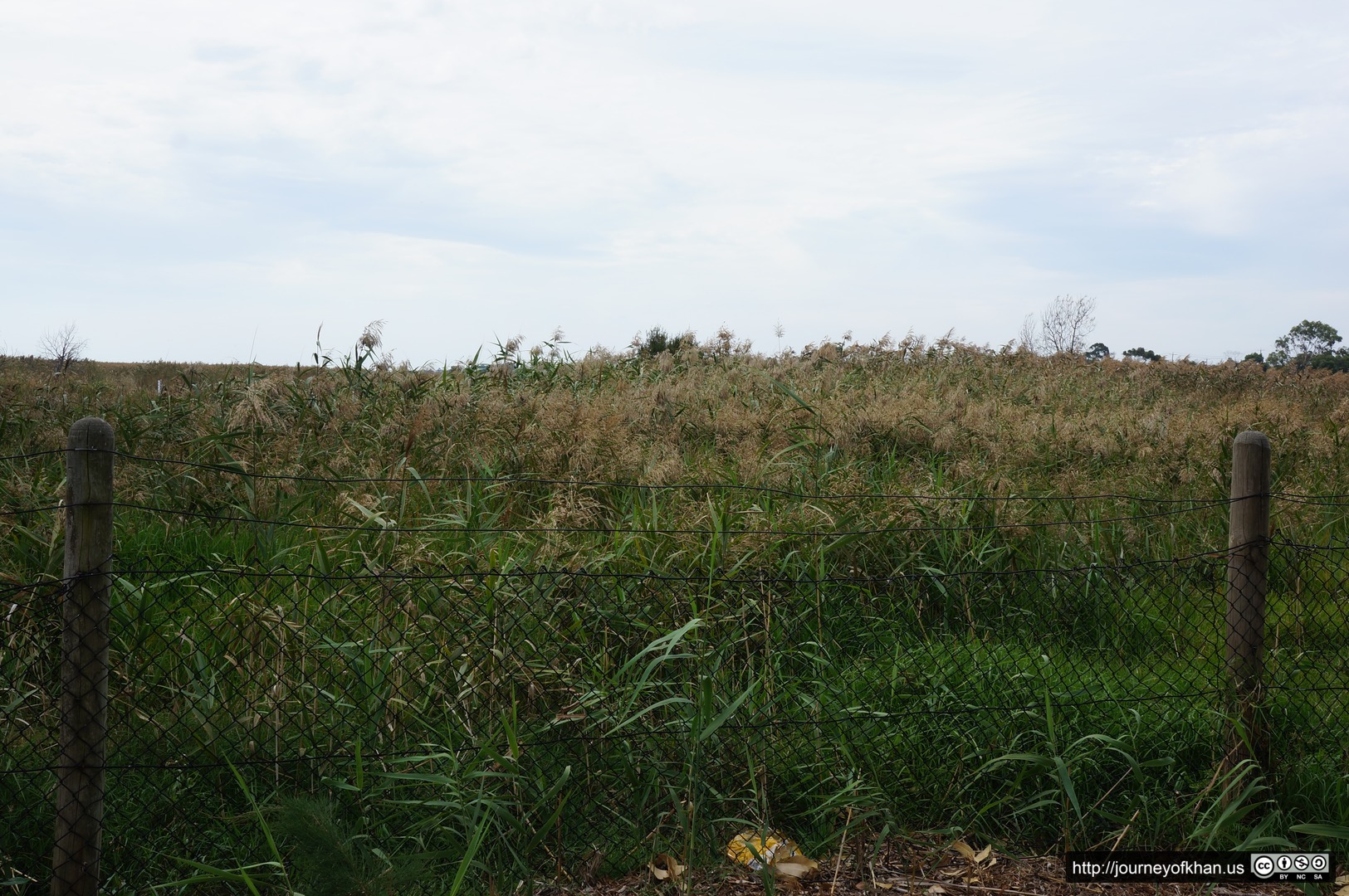 Reeds and a Fence