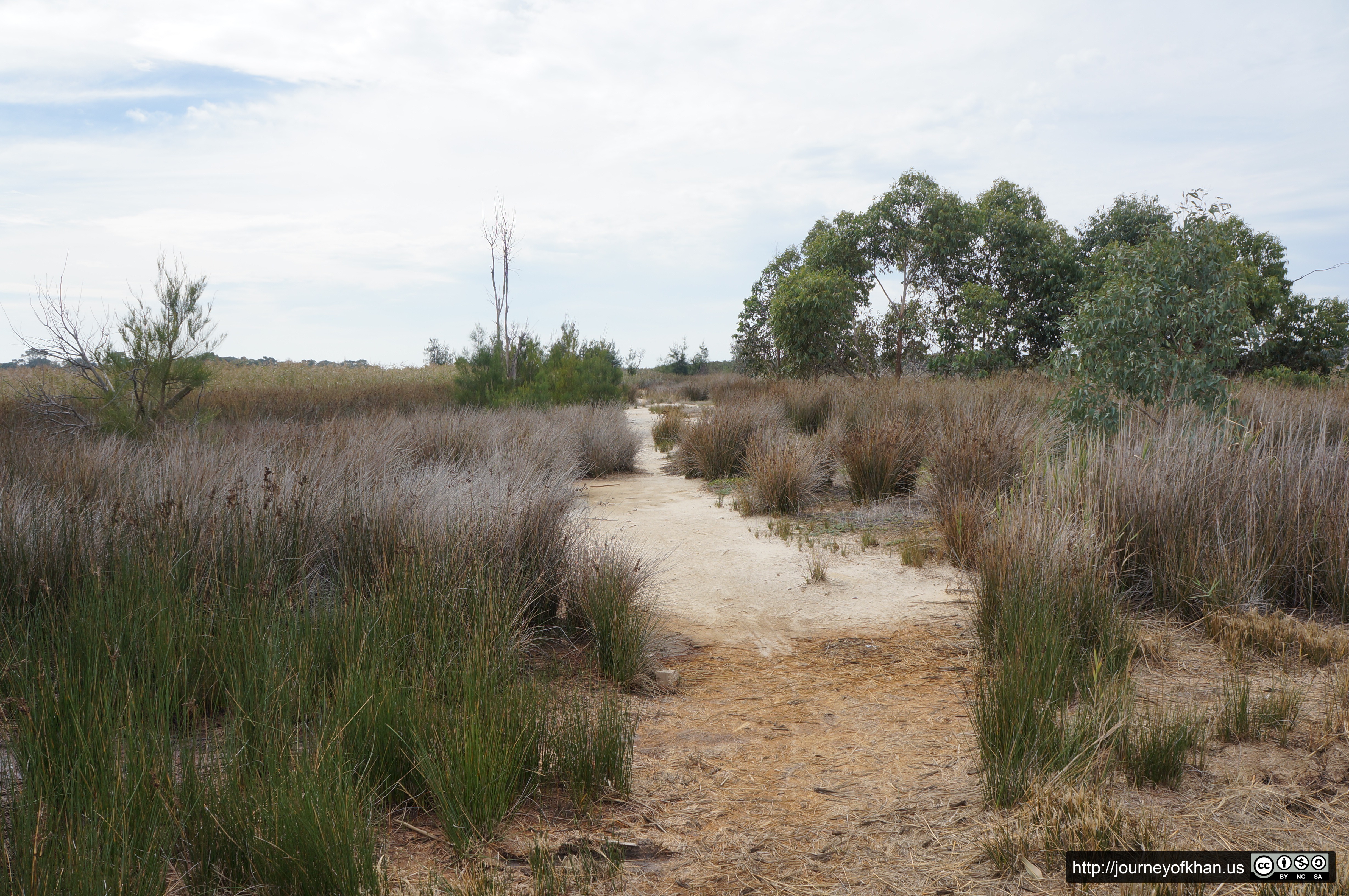 Trail of Reeds (High Resolution)