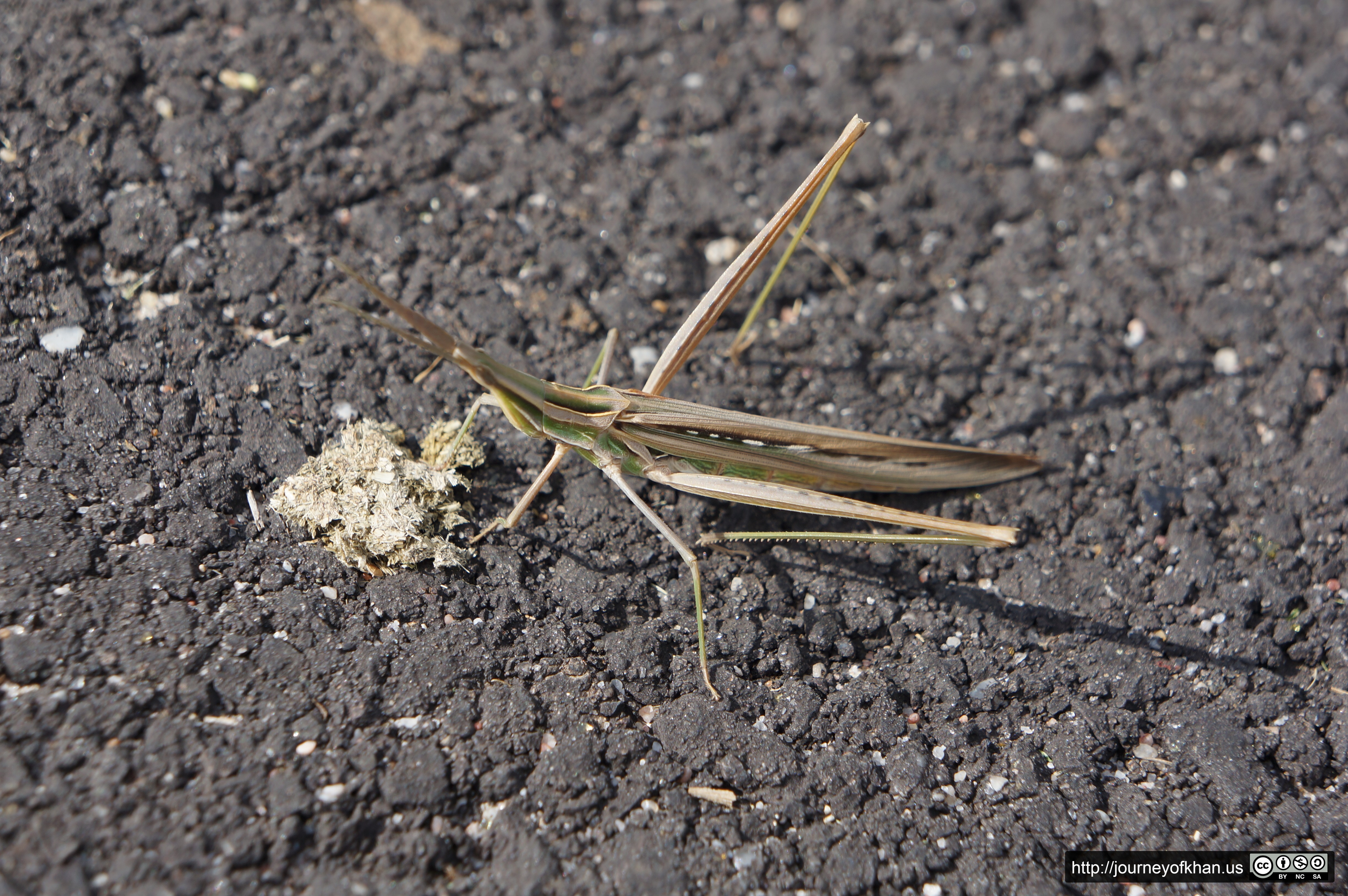 Stickbug on a Footpath (High Resolution)