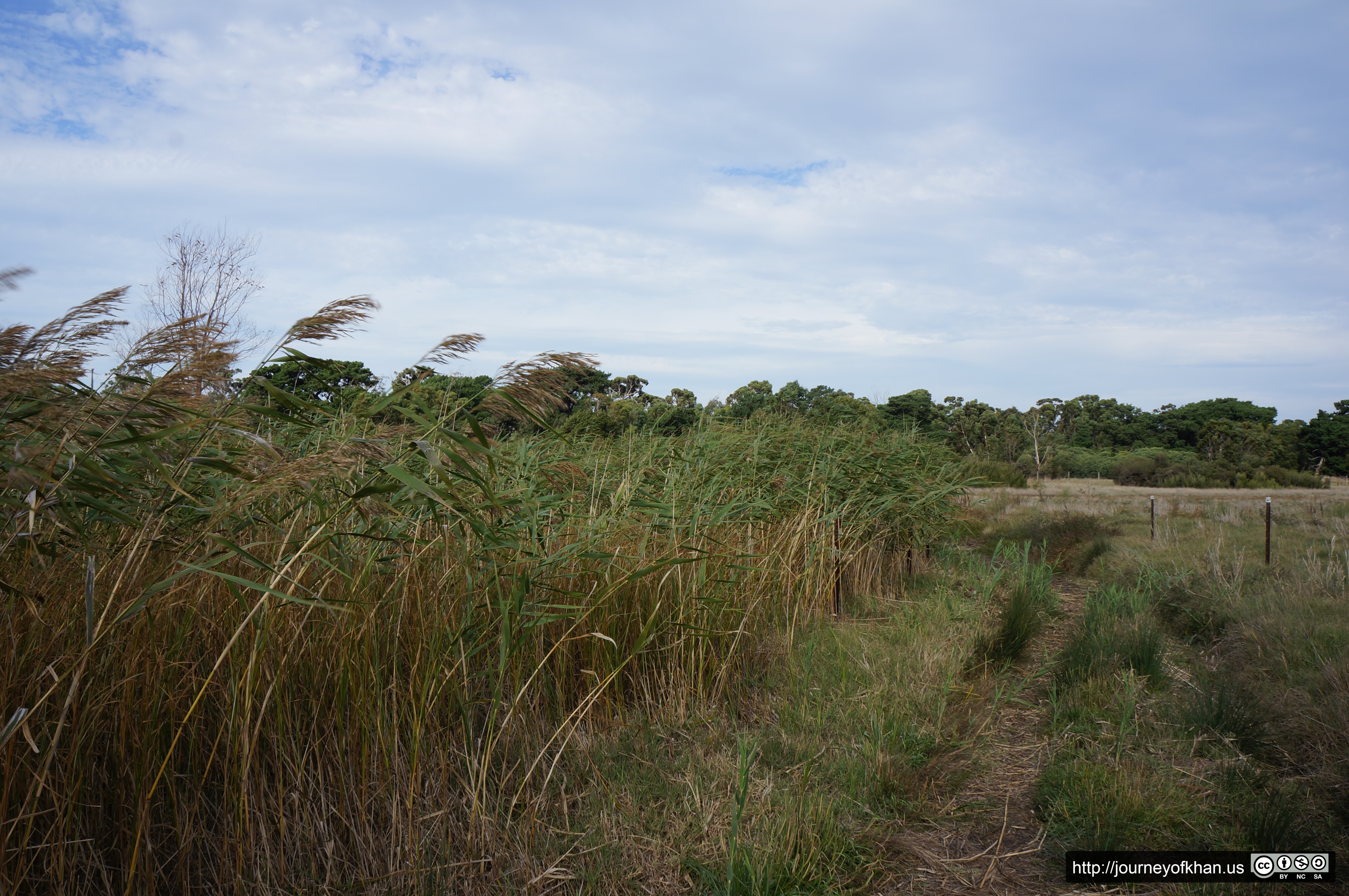 Reeds in the Wind (High Resolution)