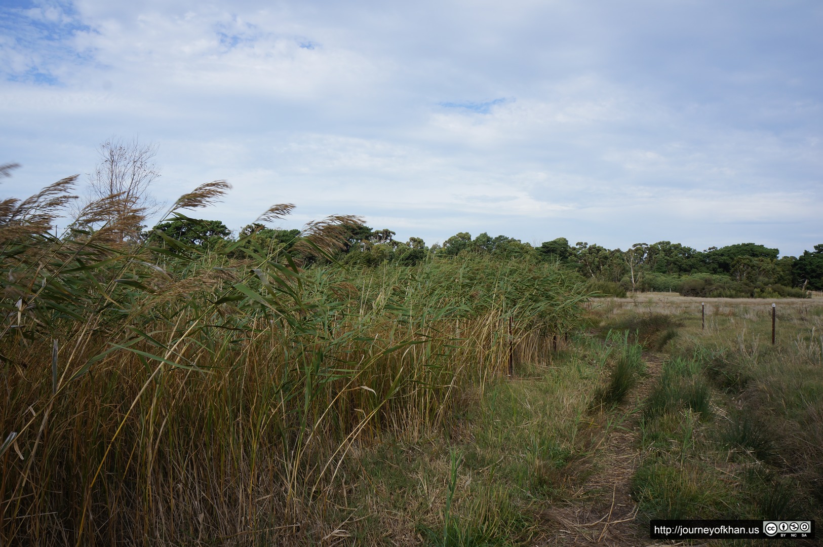 Reeds in the Wind