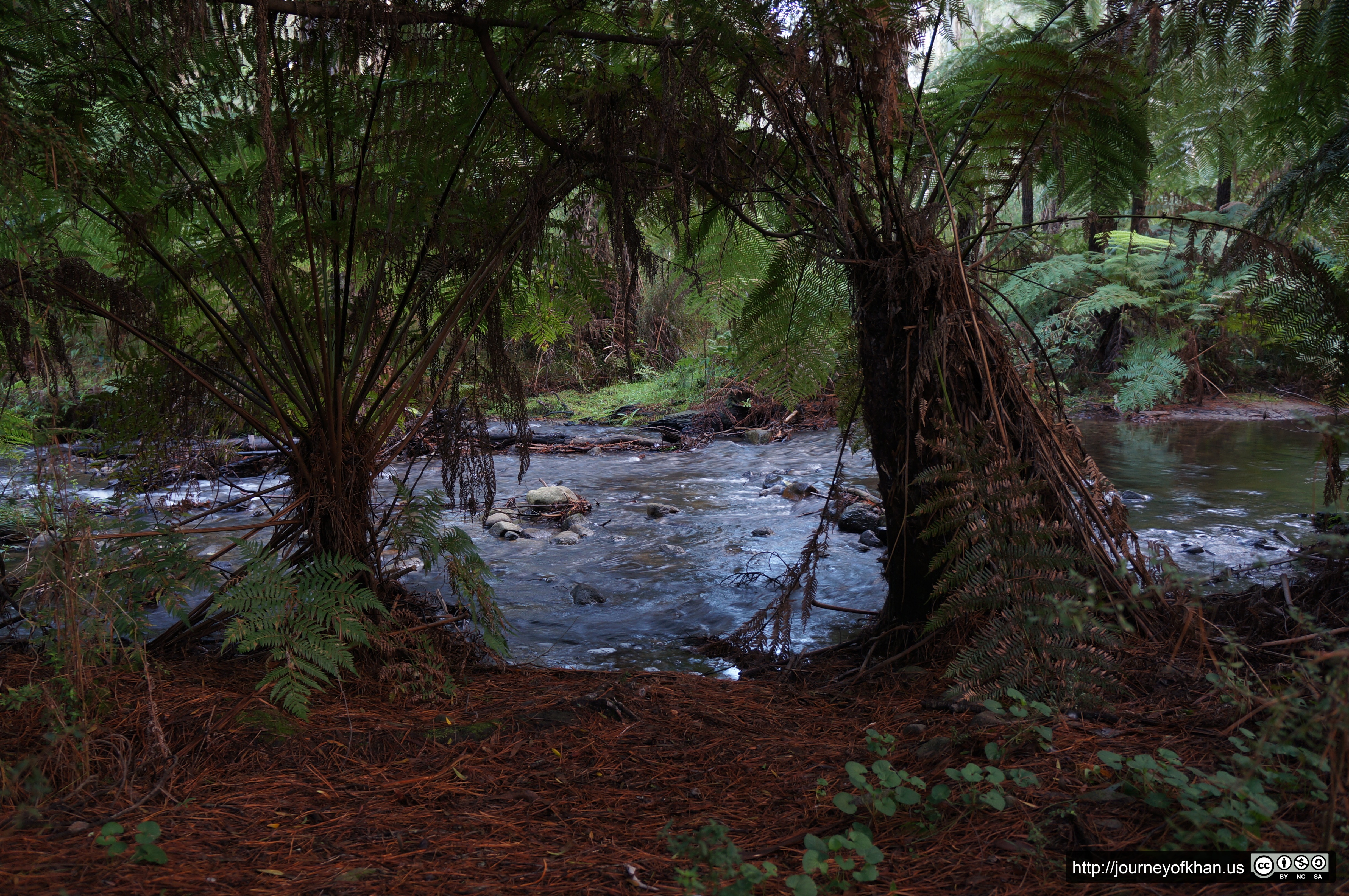 Tranquil Stream in Healesville (High Resolution)