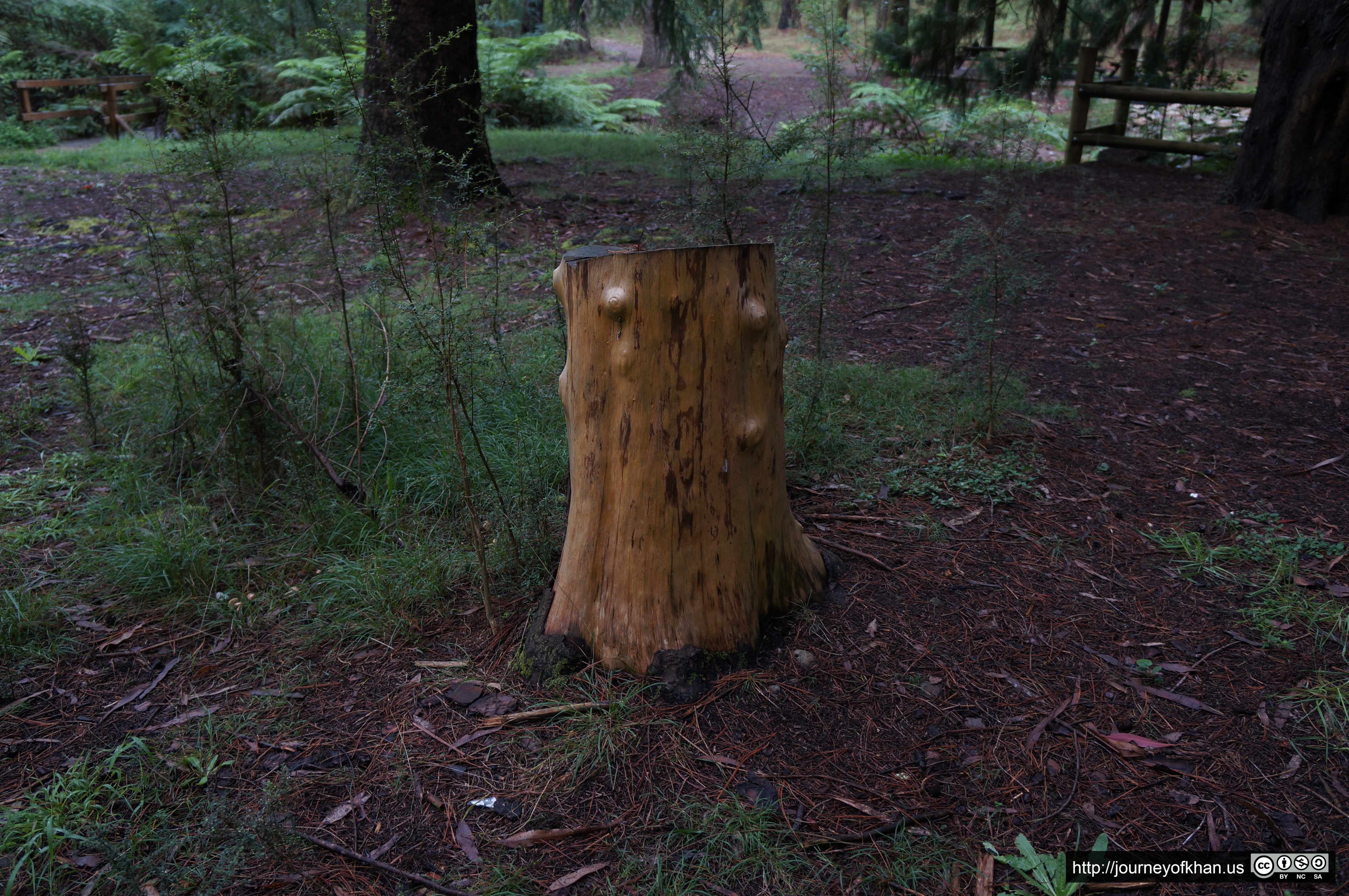 Bump on a Stump (High Resolution)