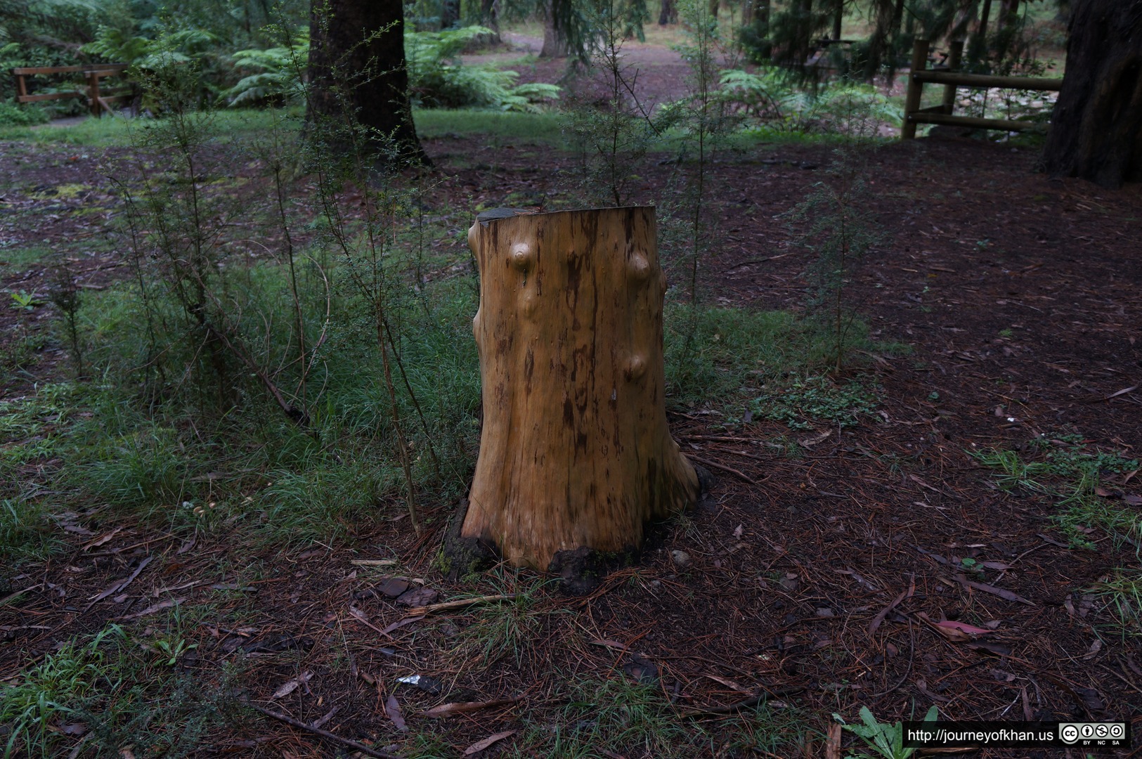 Bump on a Stump