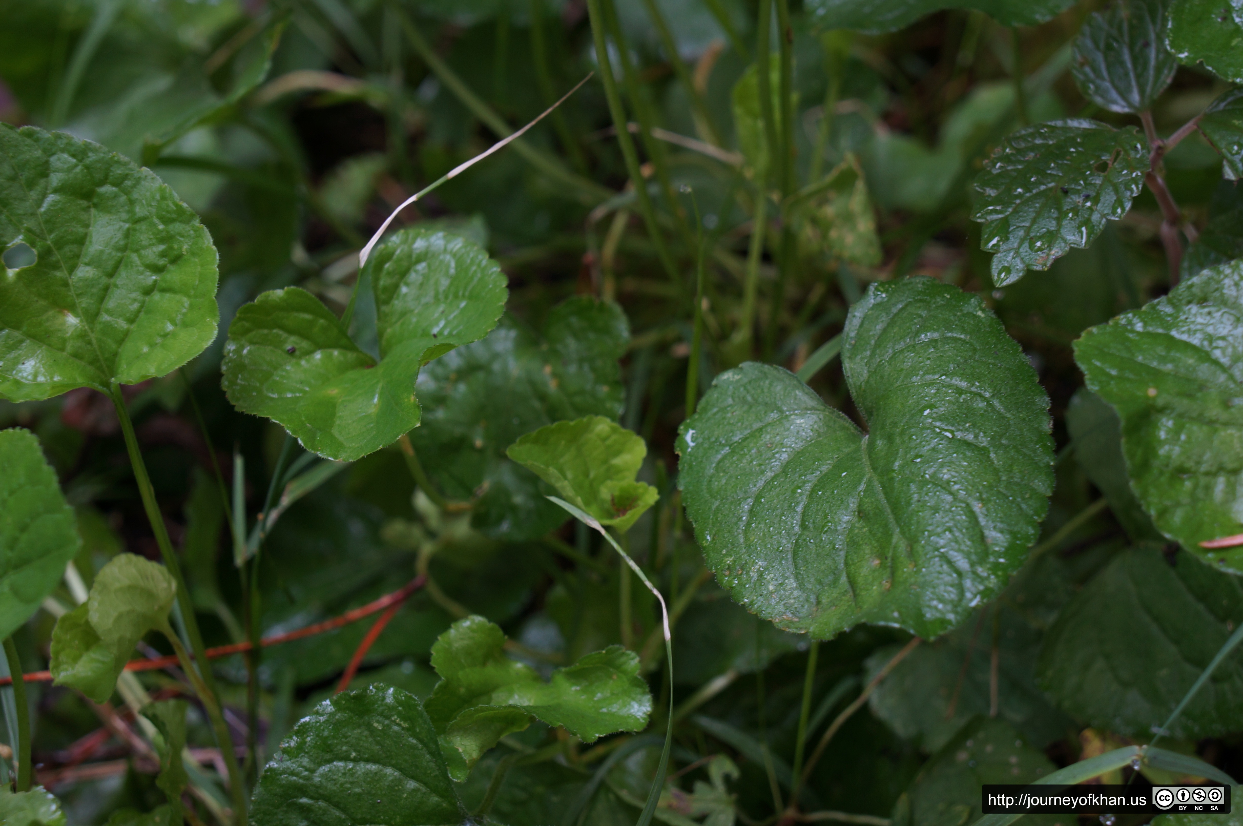 Dewdrops in Healesville (High Resolution)