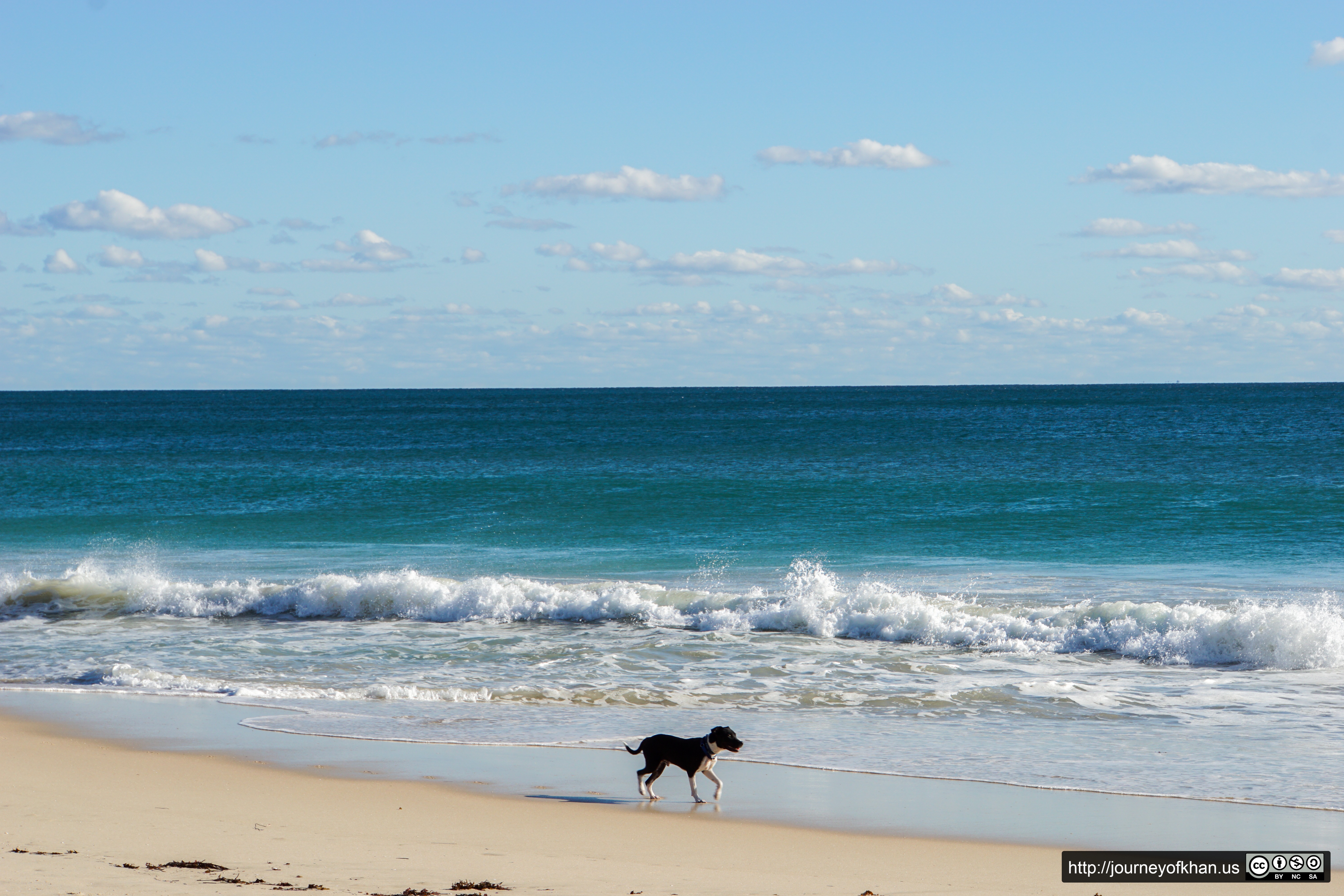 Dog on the Beach (High Resolution)