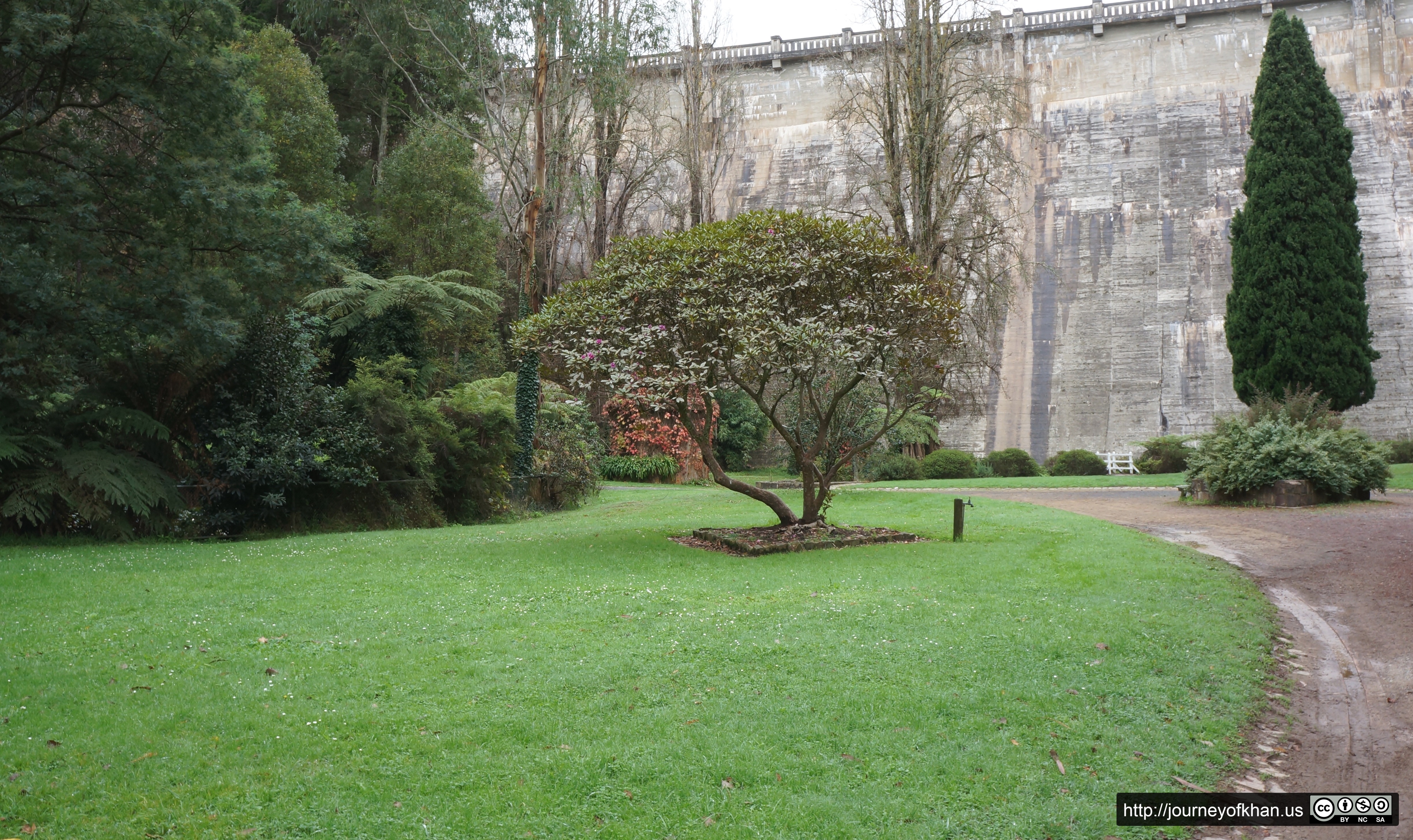 Tree Under the Reservoir (High Resolution)