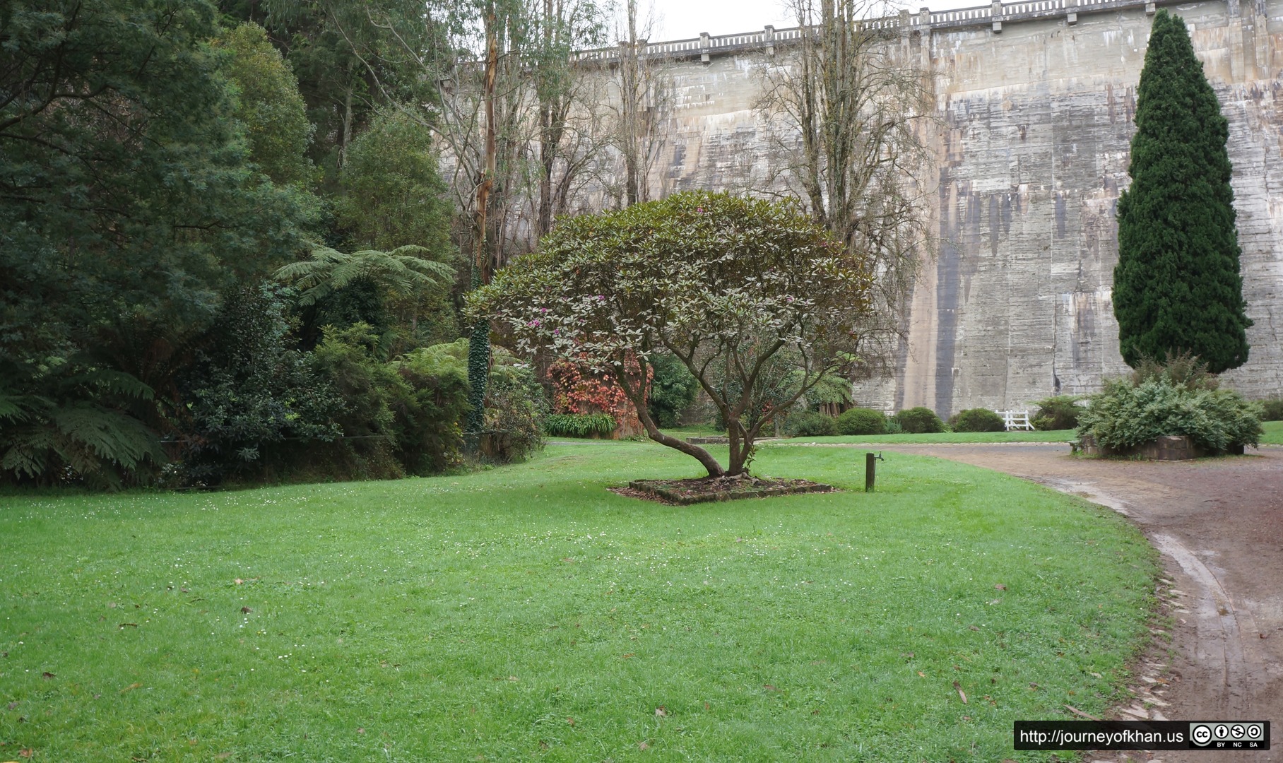 Tree Under the Reservoir