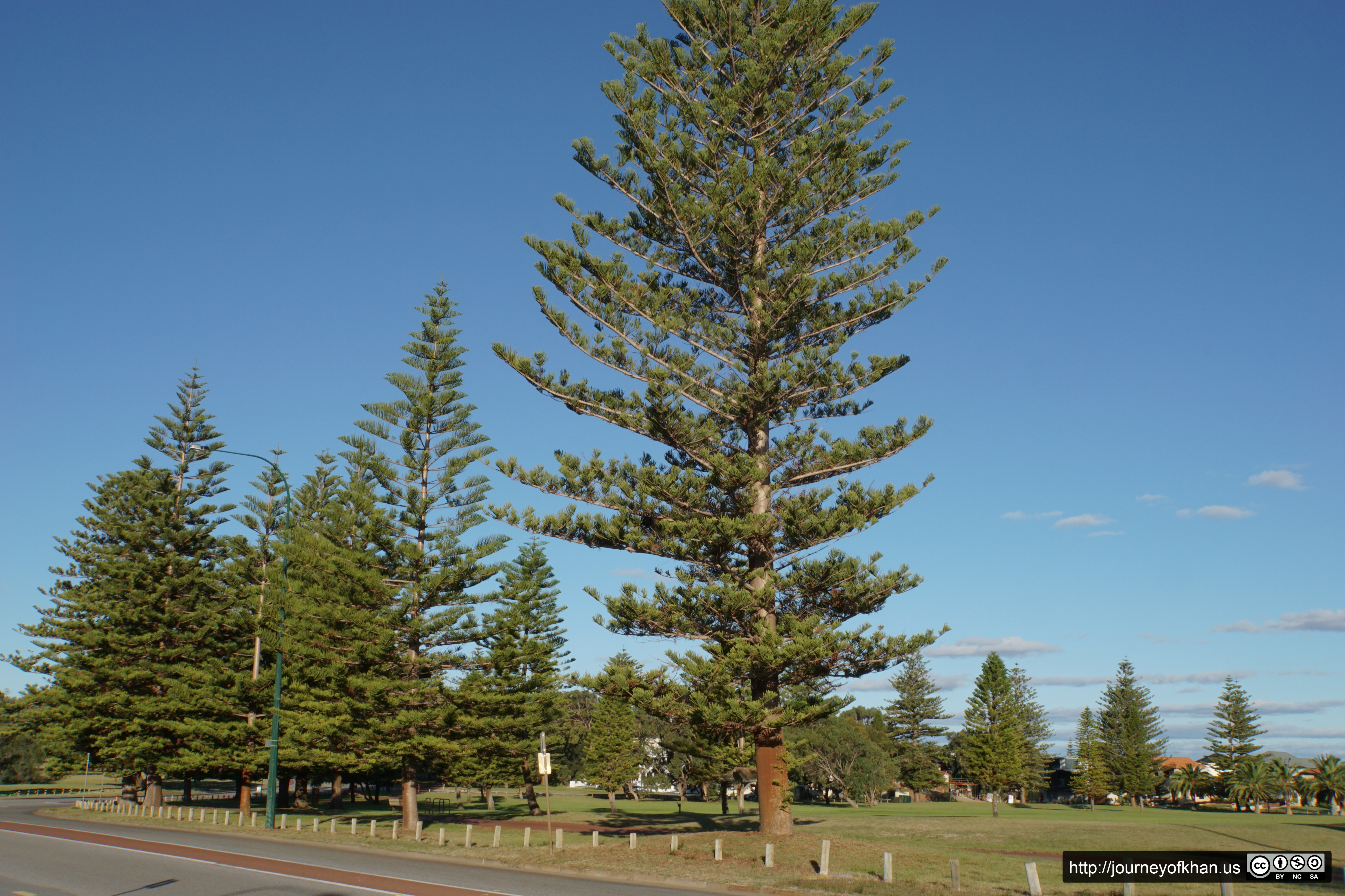 Tree next to a Road in Perth (High Resolution)