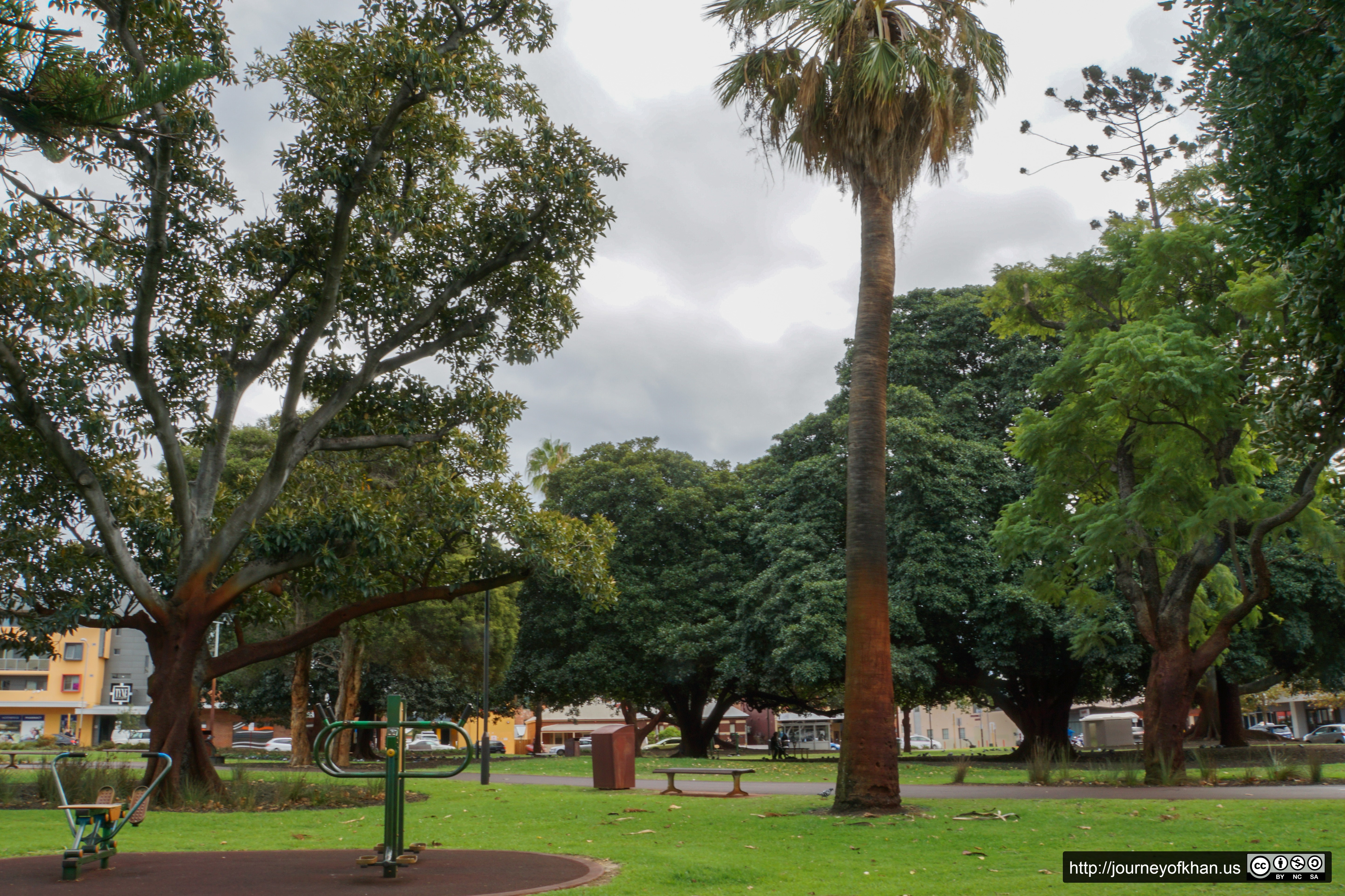 Tall Tree in a Playground (High Resolution)