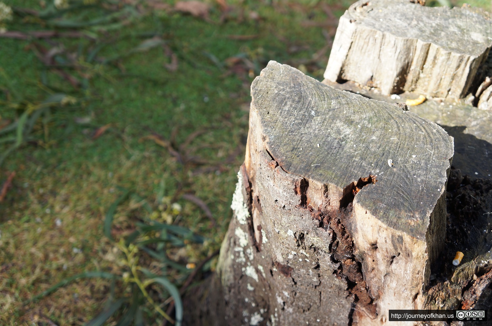 Pretzel Stump