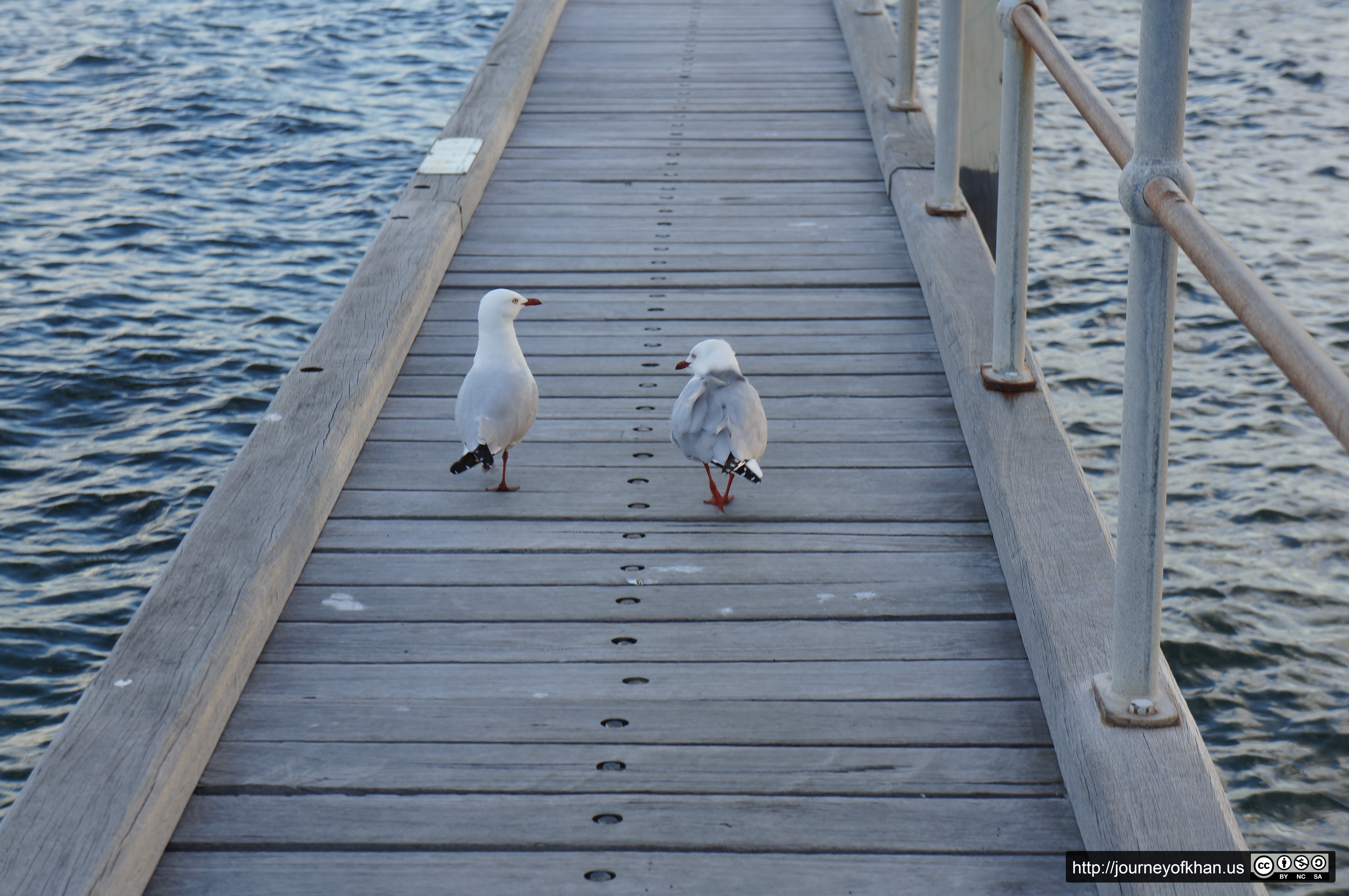 Seaguls on a Dock in St Kilda (High Resolution)