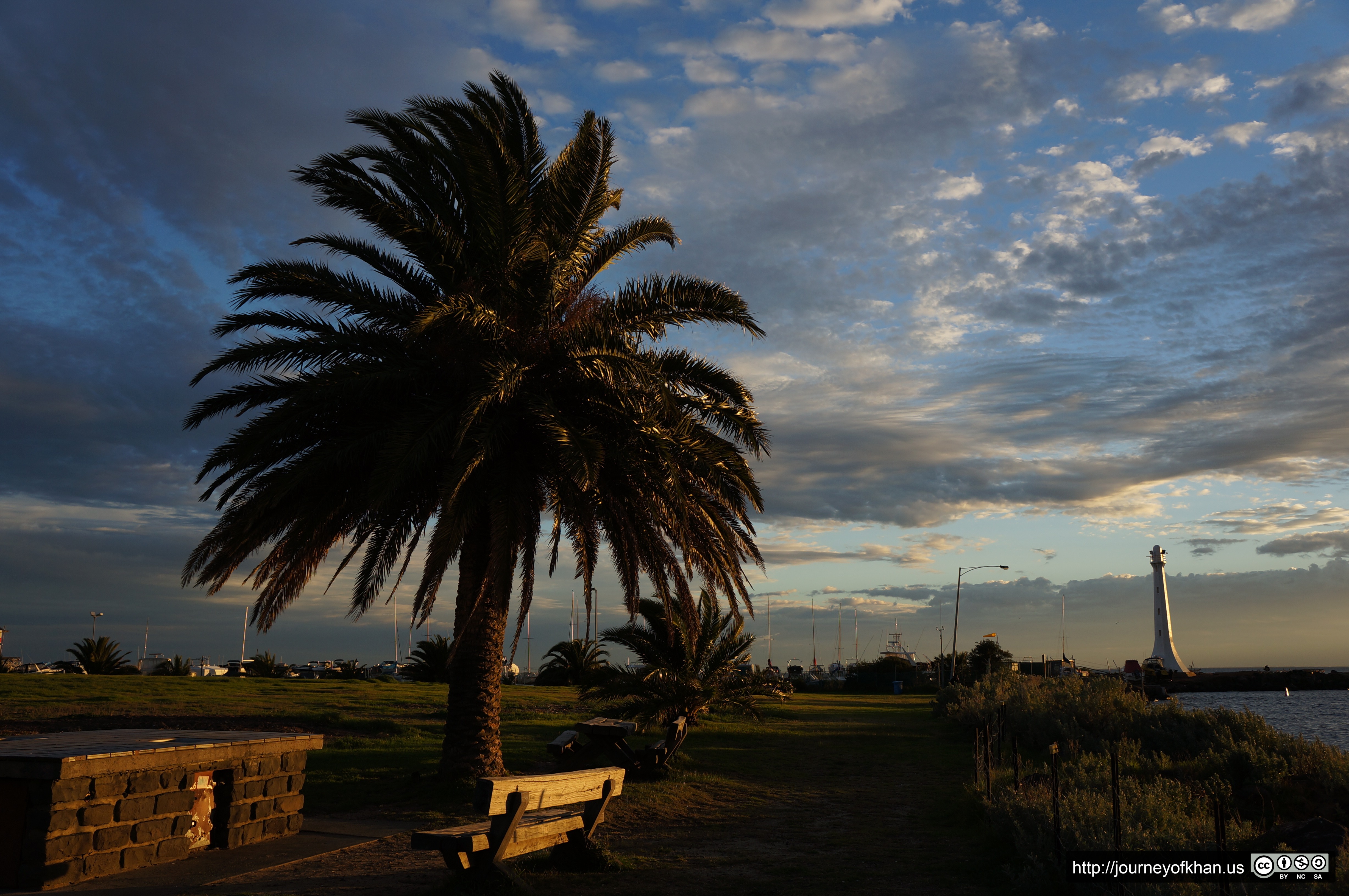 Palm Tree in St Kilda (High Resolution)