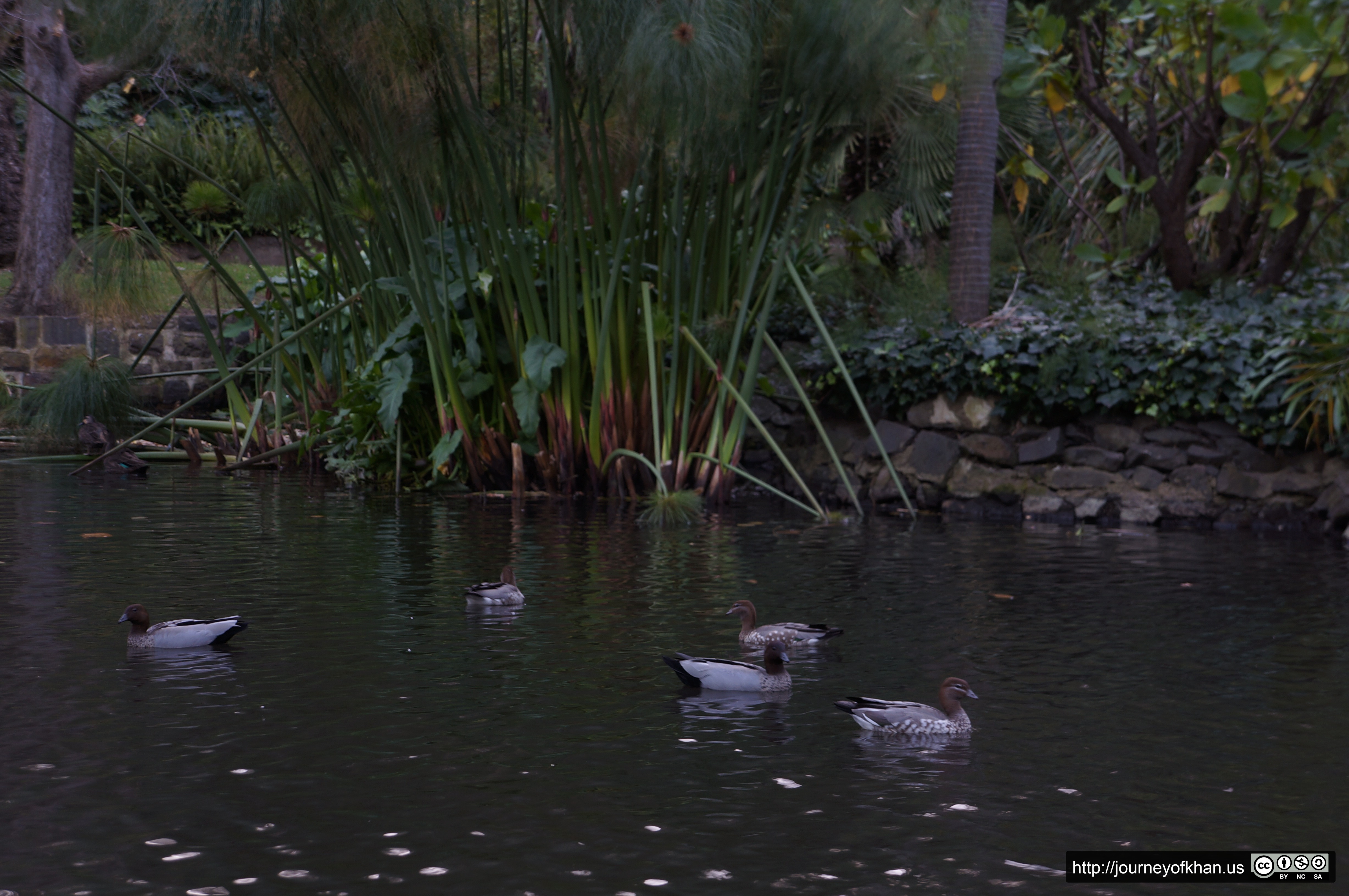 Ducks in Fitzroy Gardens (High Resolution)