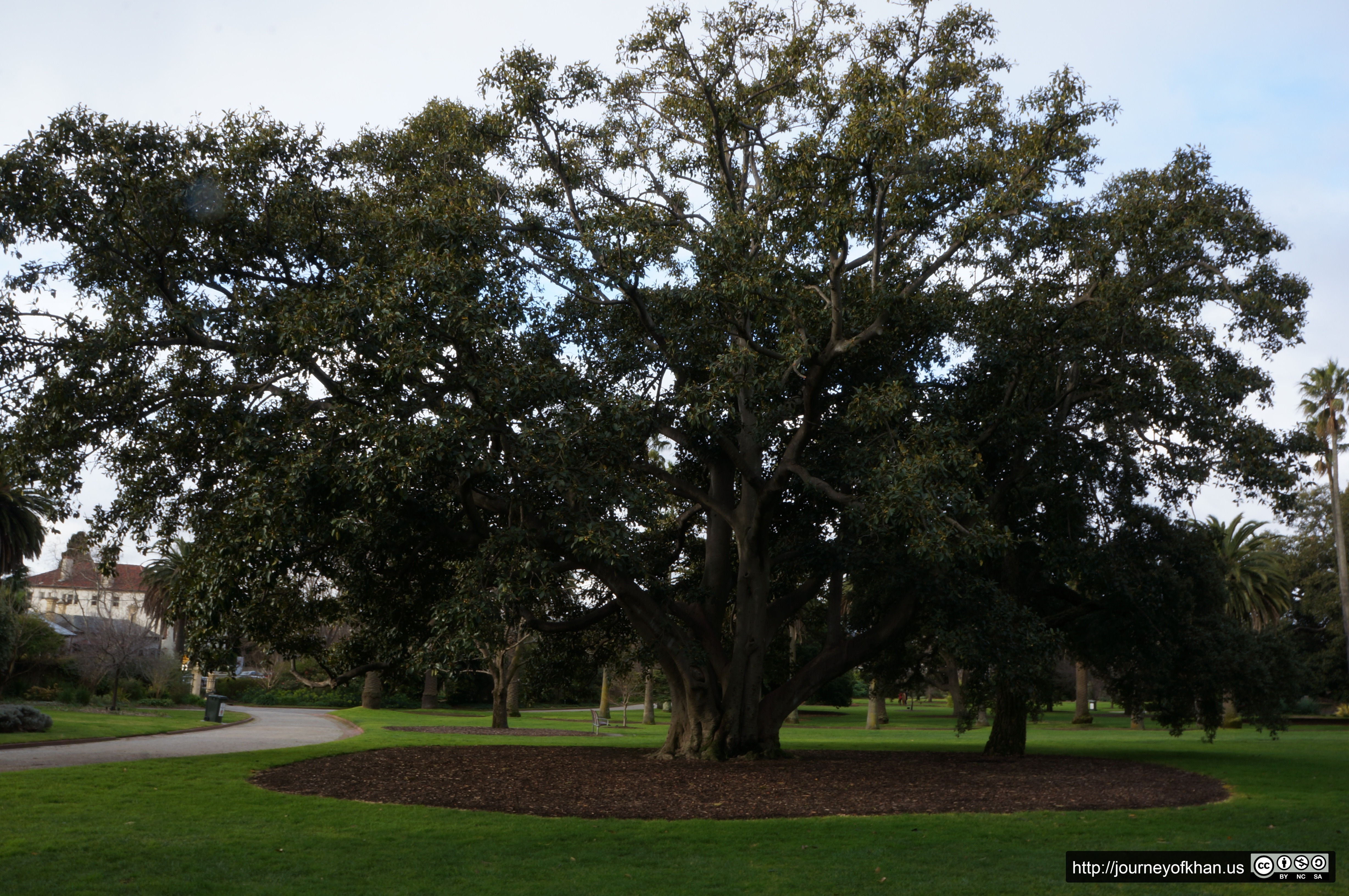 Tree at St Kilda Botanical Gardens (High Resolution)