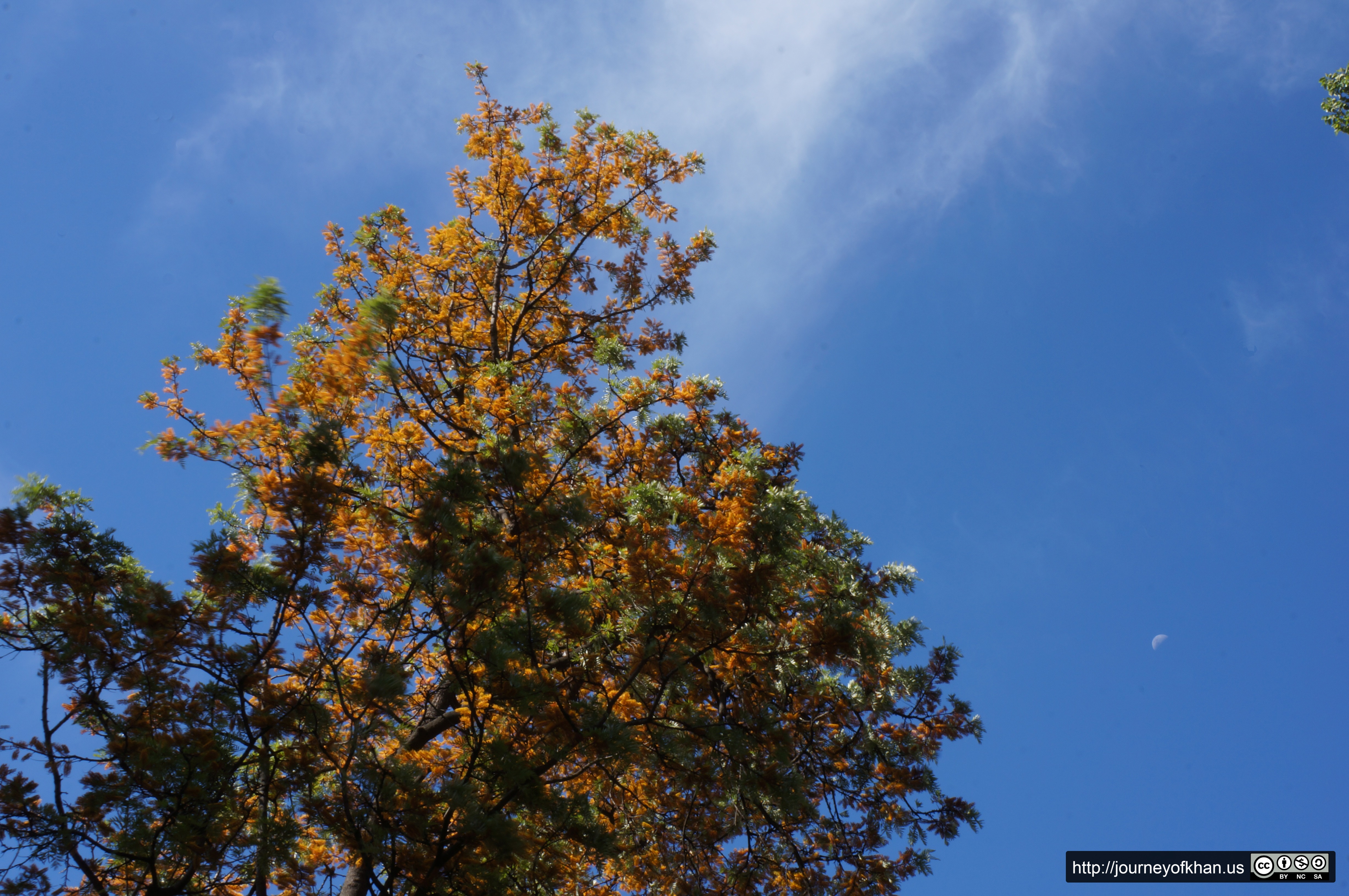 Moon visits a Tree (High Resolution)