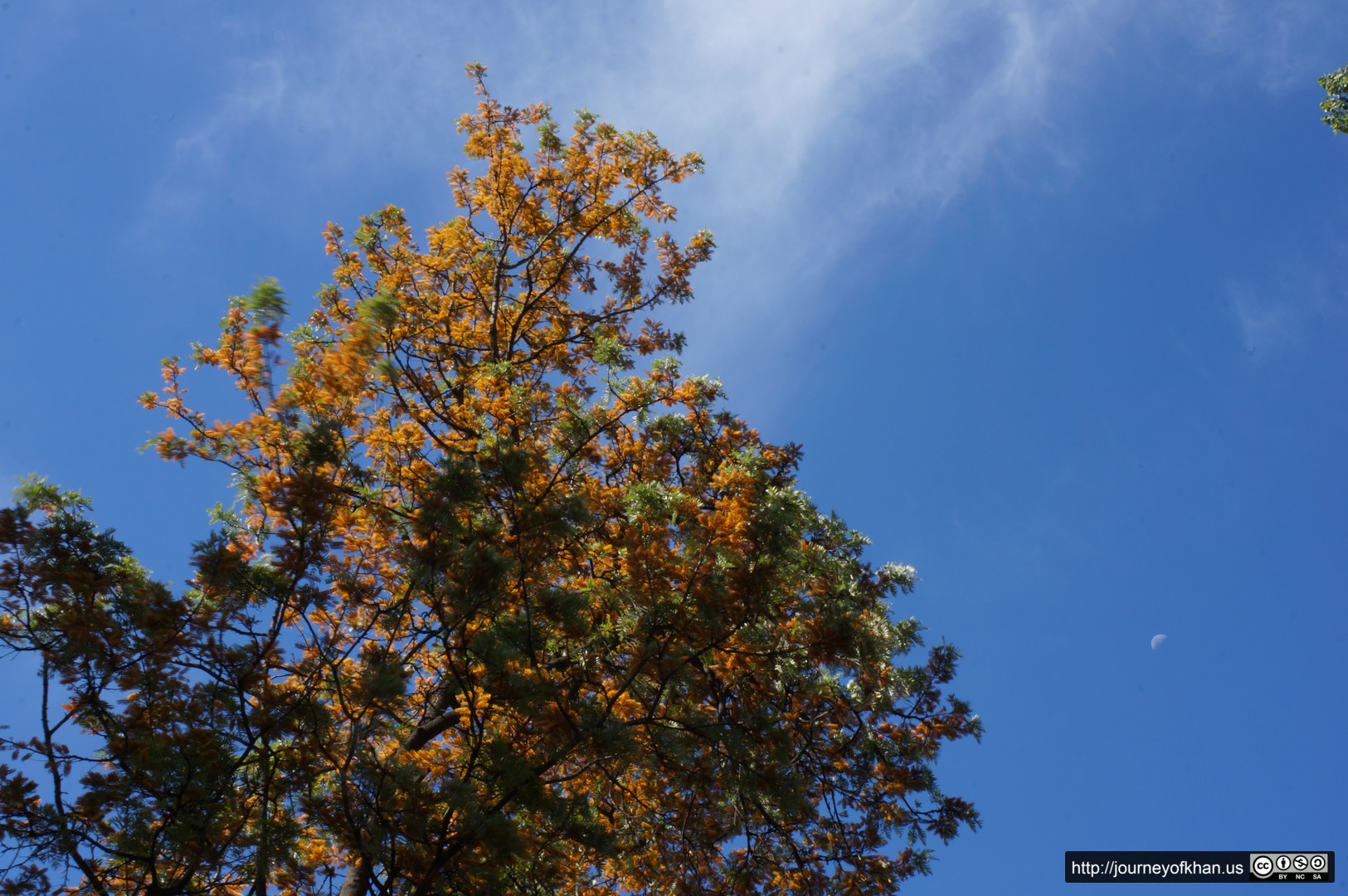 Moon visits a Tree