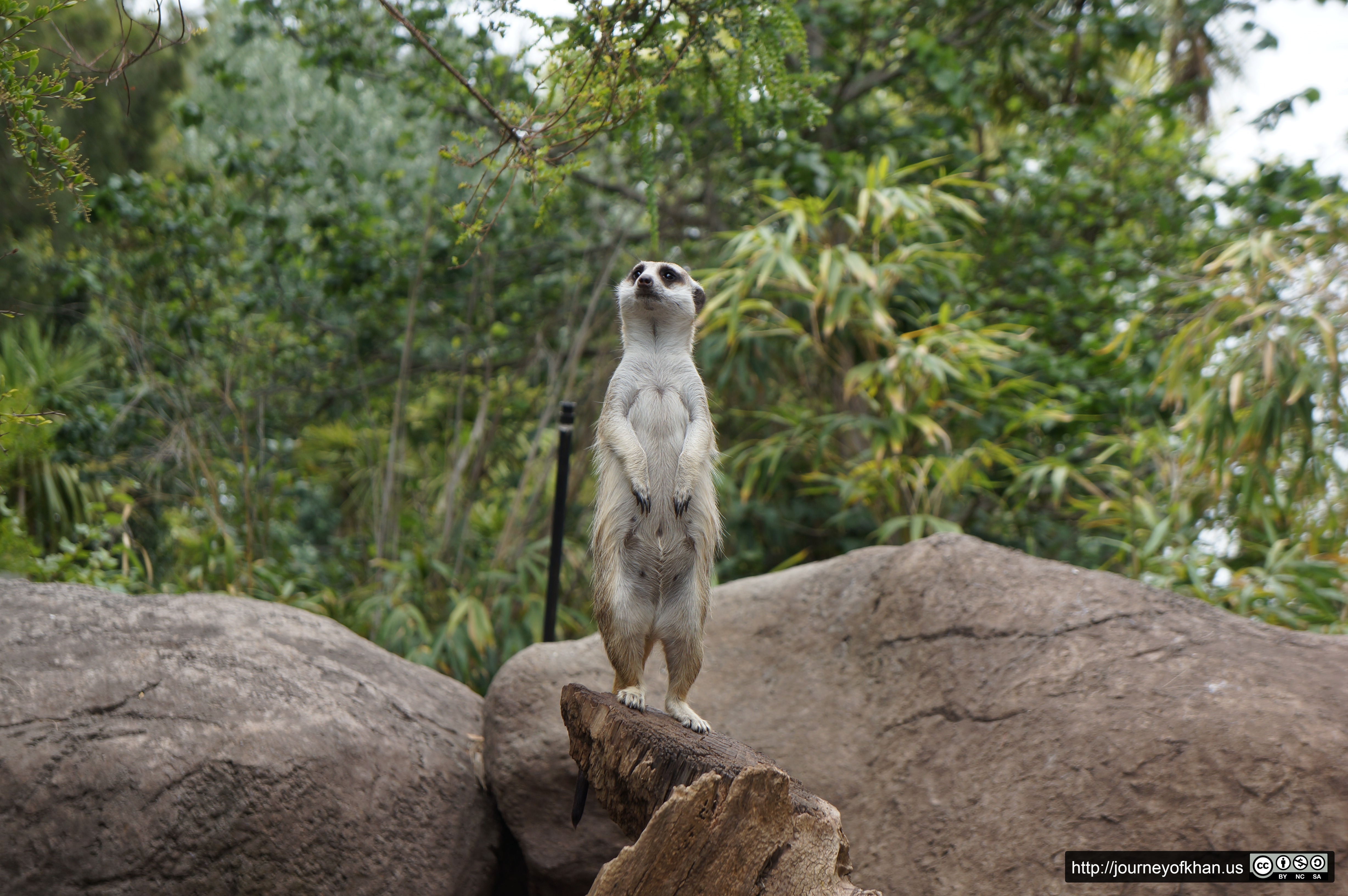 Furry Philosopher (High Resolution)