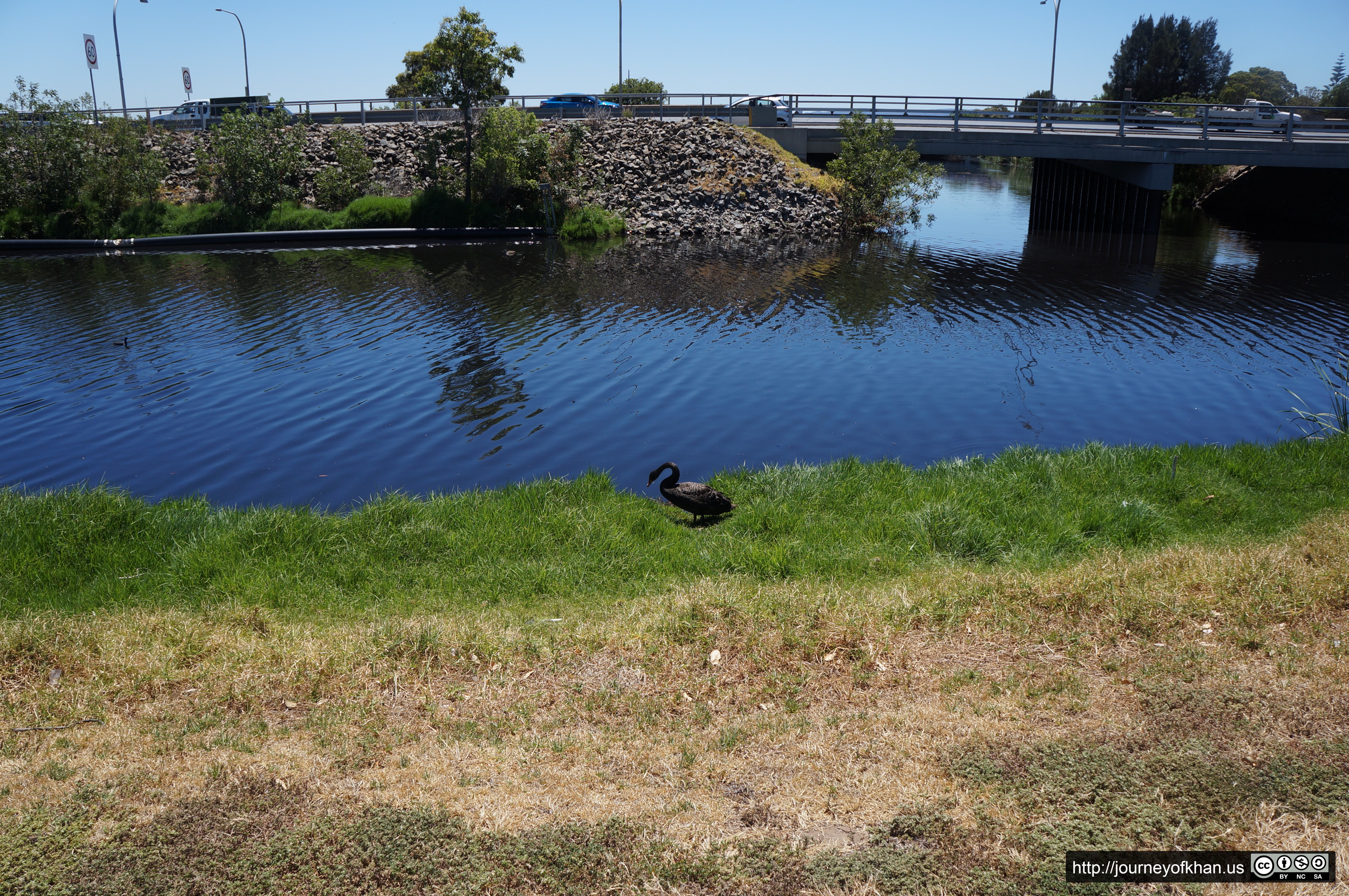 Duck in Glenelg Harbour (High Resolution)