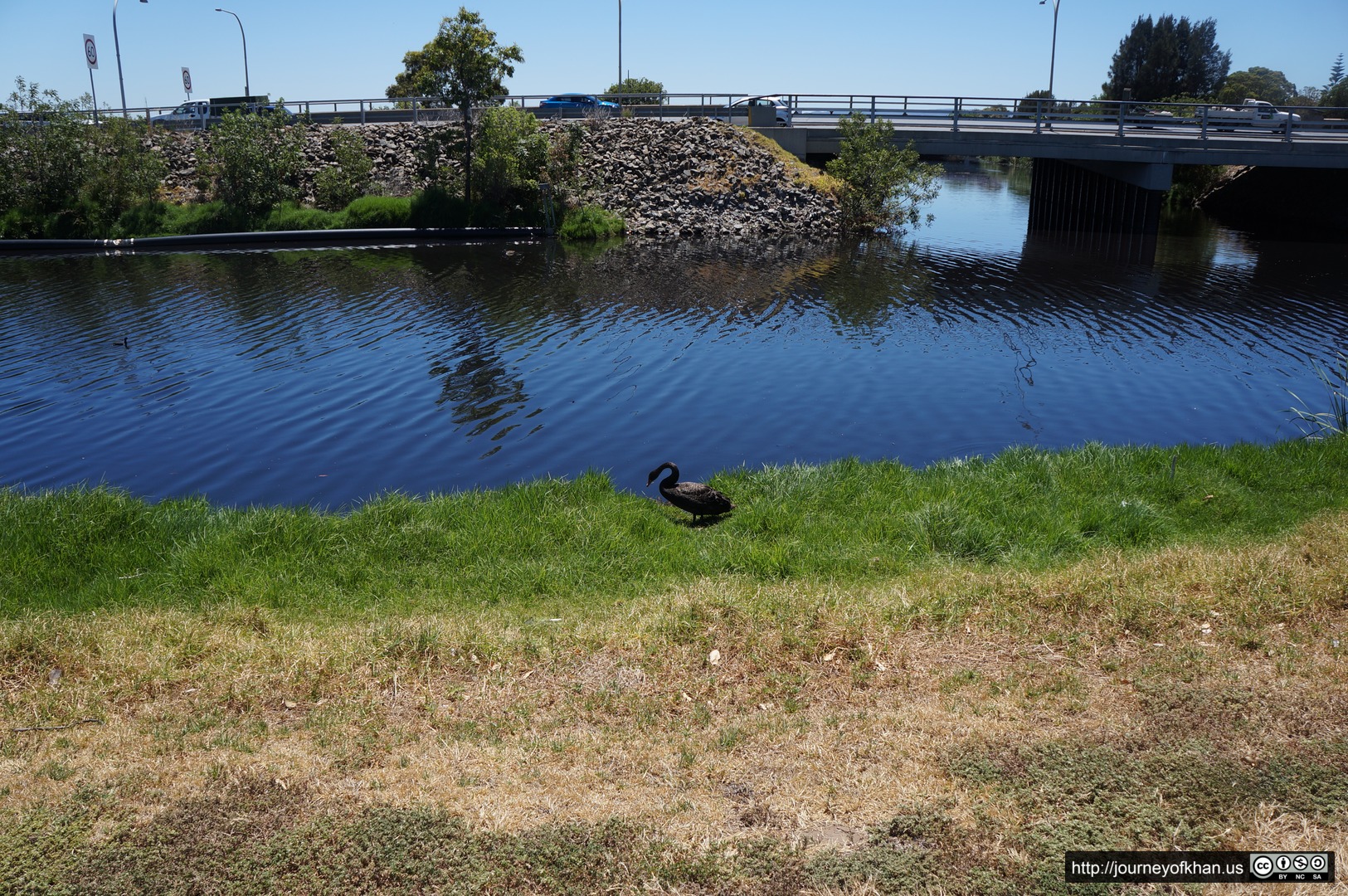 Duck in Glenelg Harbour