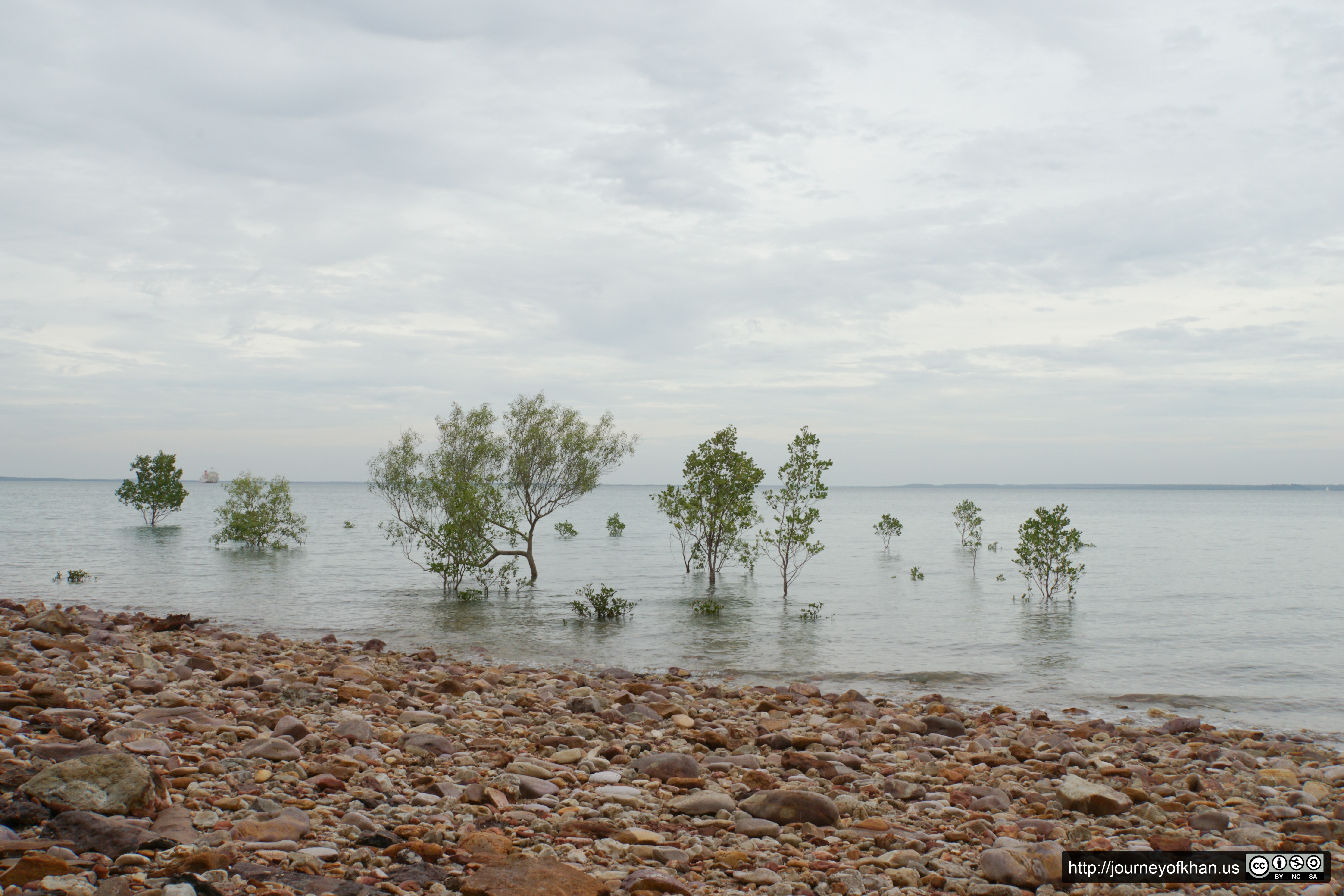 Trees at Sea (High Resolution)