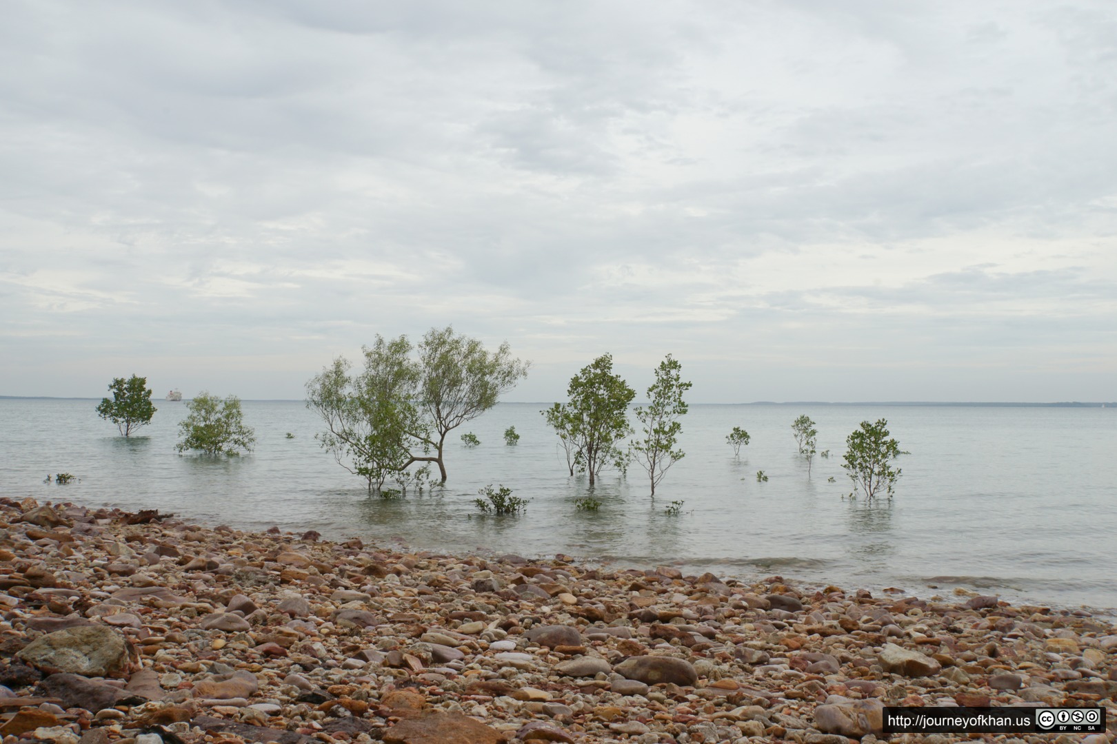 Trees at Sea