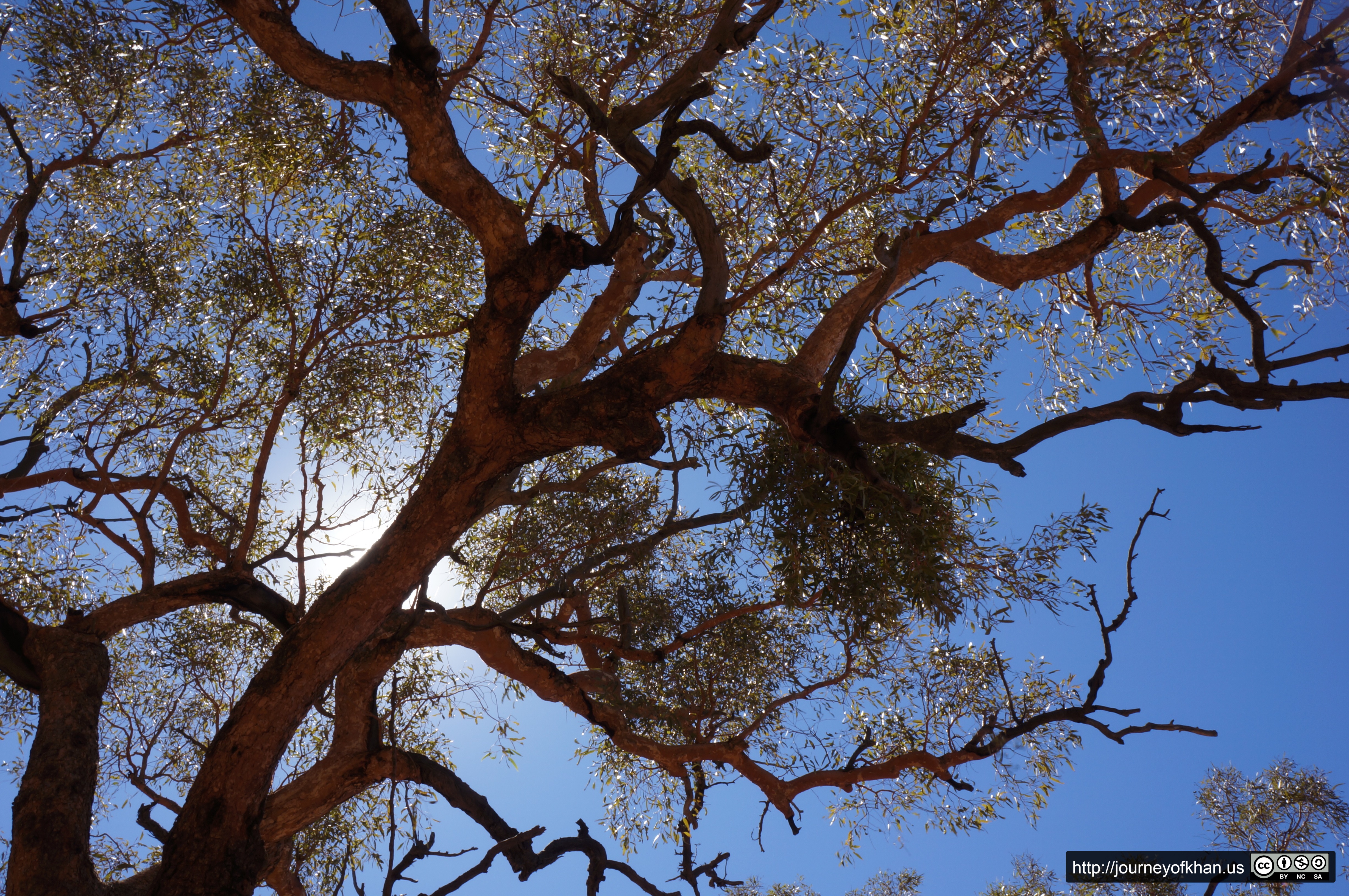 Tree at Uluru (High Resolution)