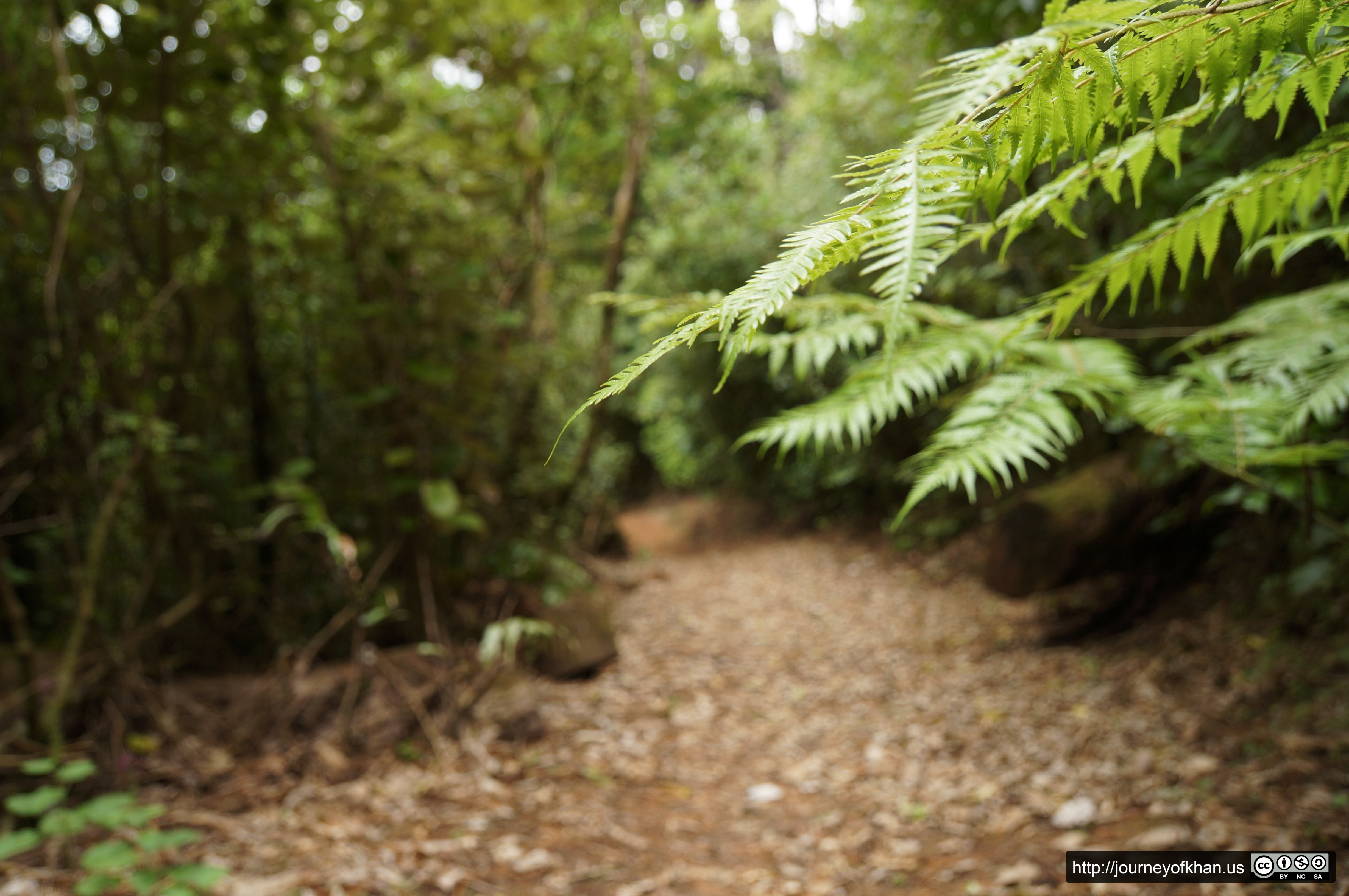 Warm Fern Path (High Resolution)