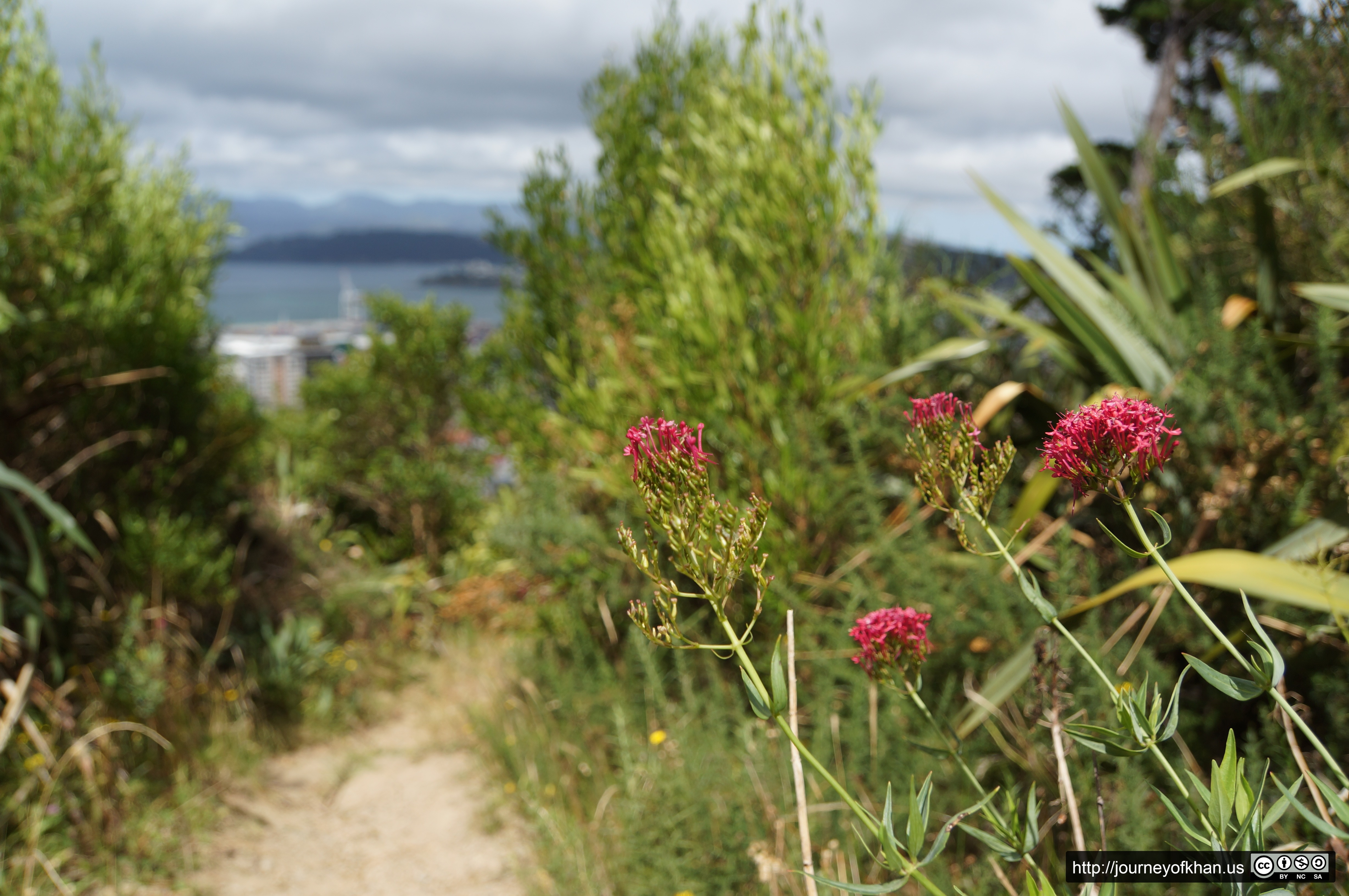 Flowers in the Path (High Resolution)