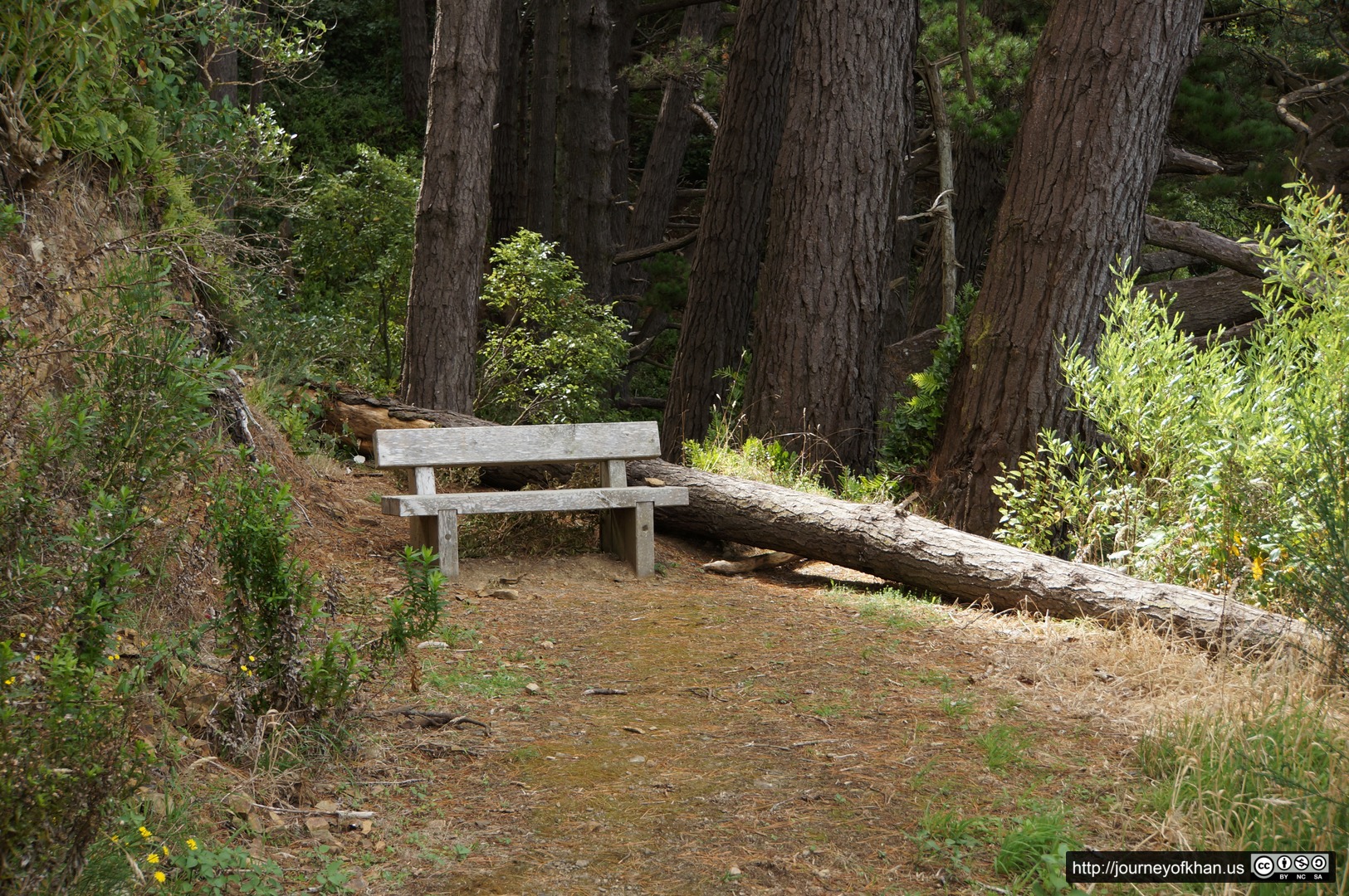 Bench in Town Belt Park