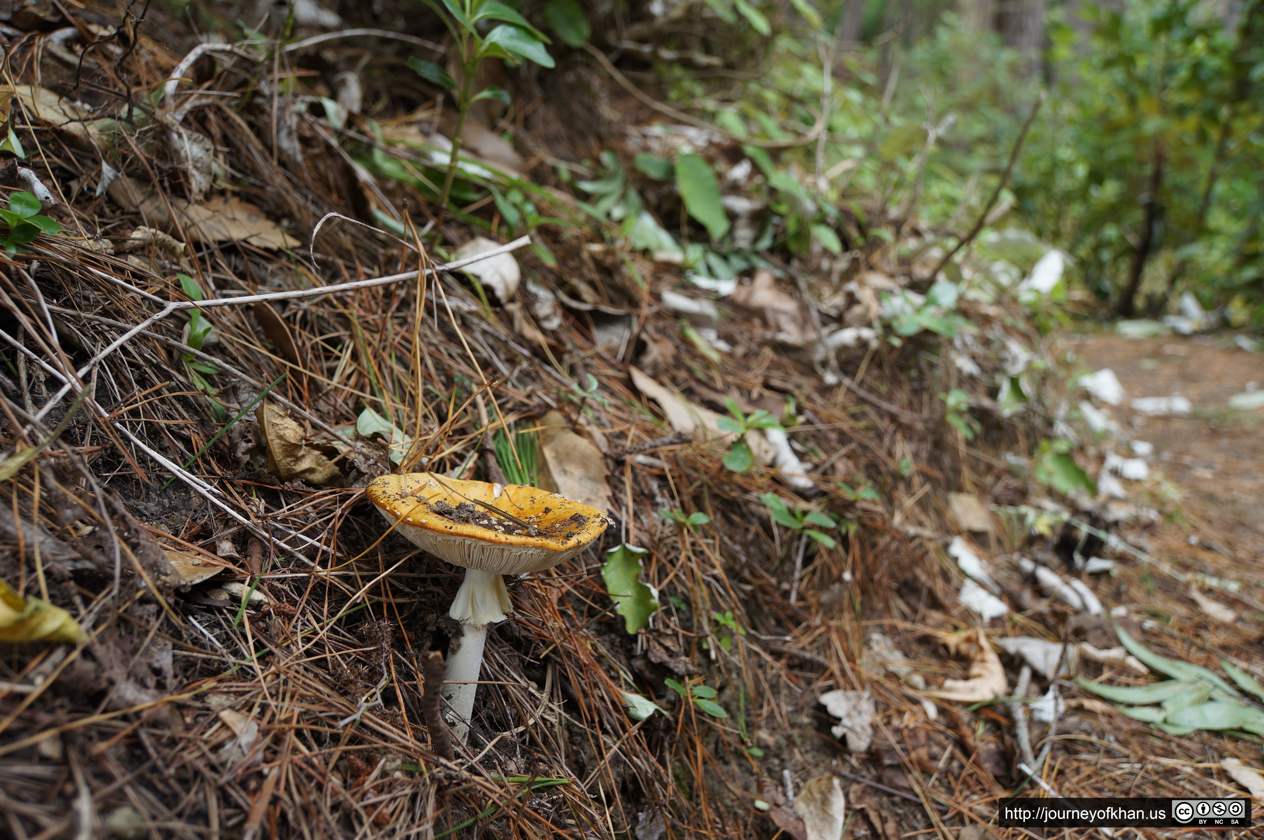 Orange Mushroom in Town Belt Park (High Resolution)