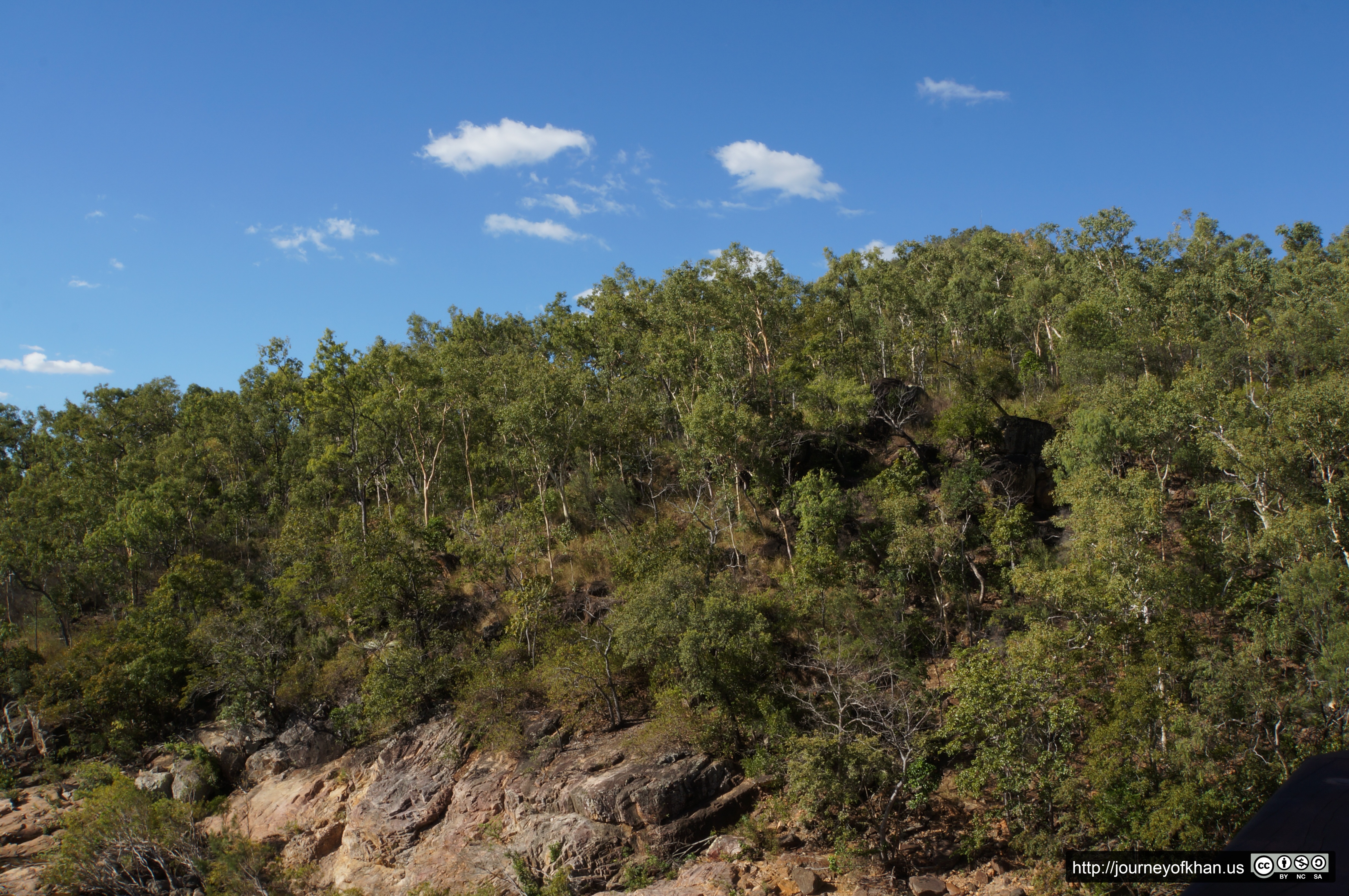 Alligator Falls Forest (High Resolution)