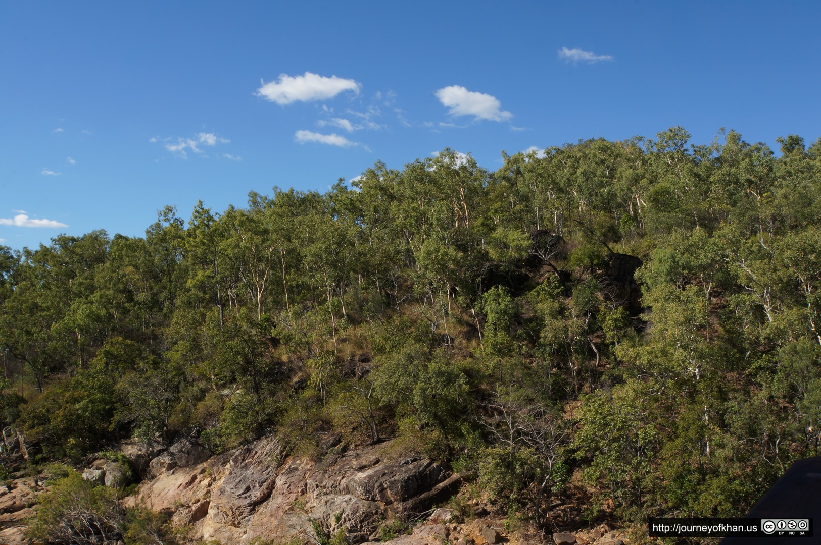 Alligator Falls Forest