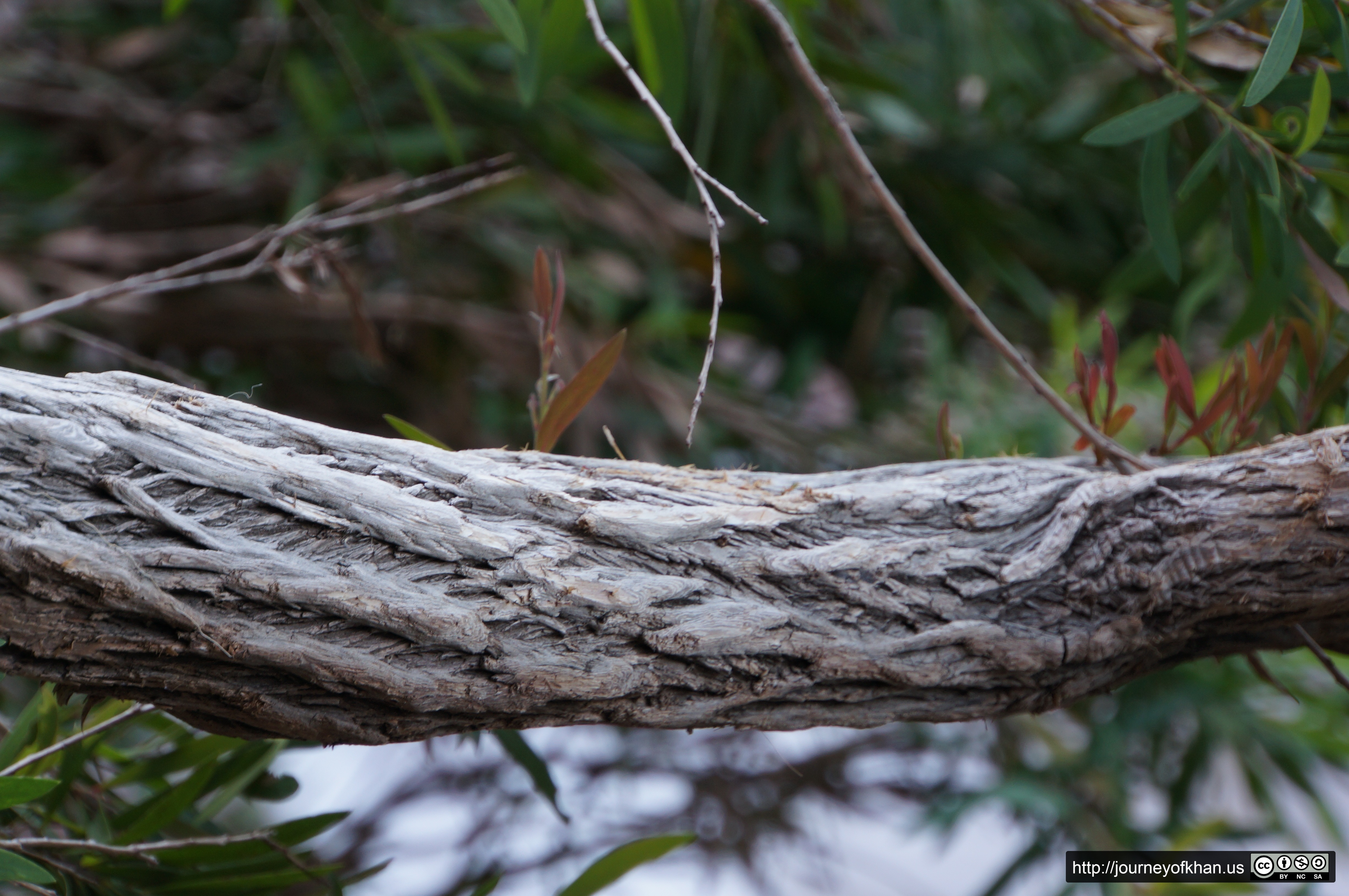 Rope Branch (High Resolution)