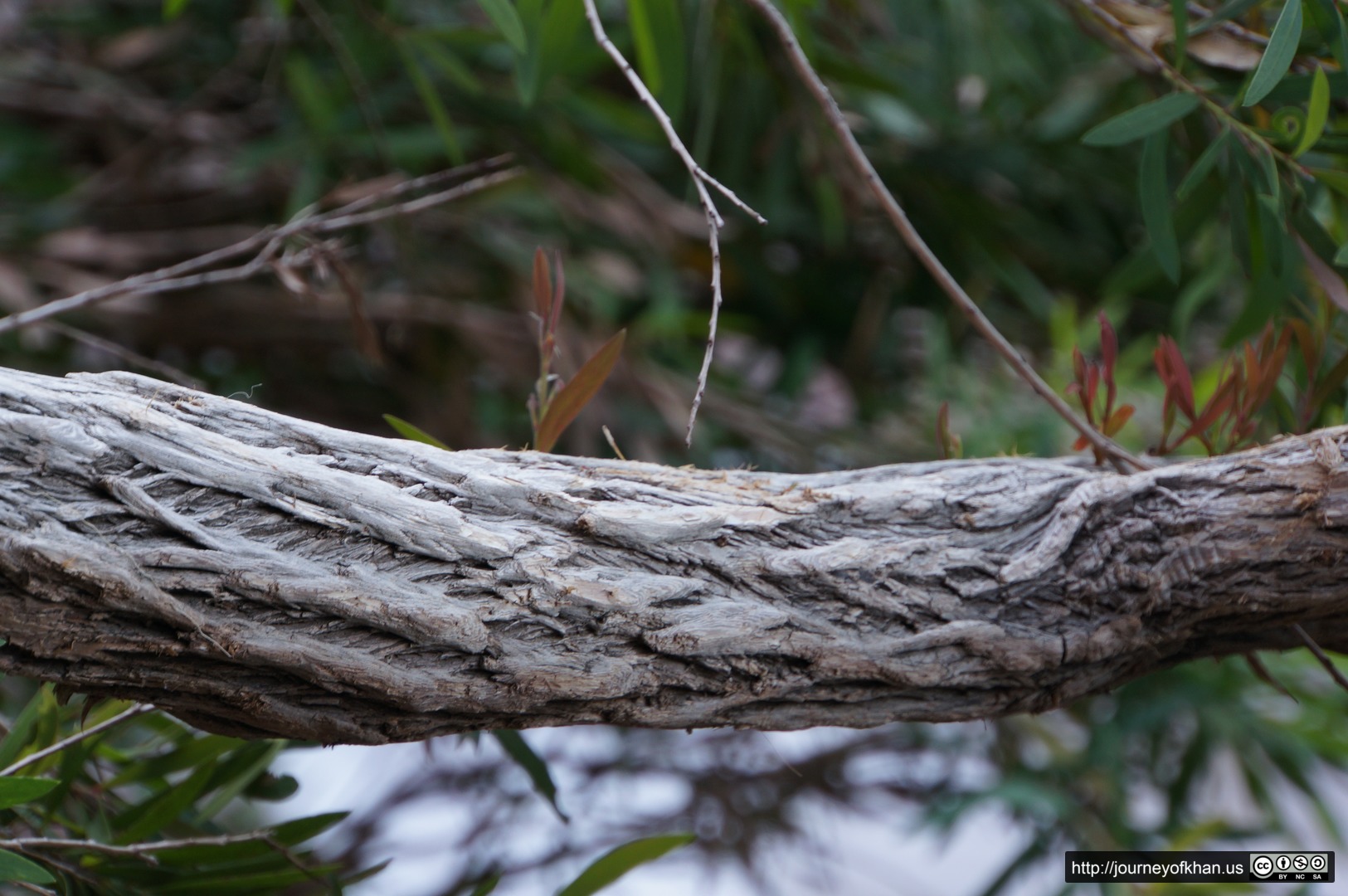 Rope Branch