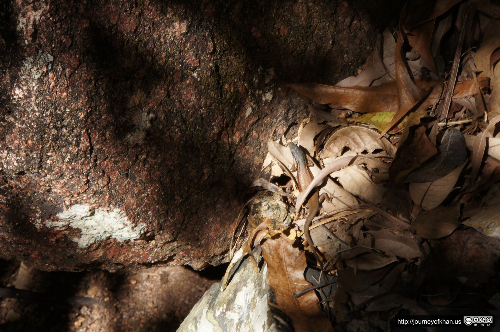 Lizard in Australia