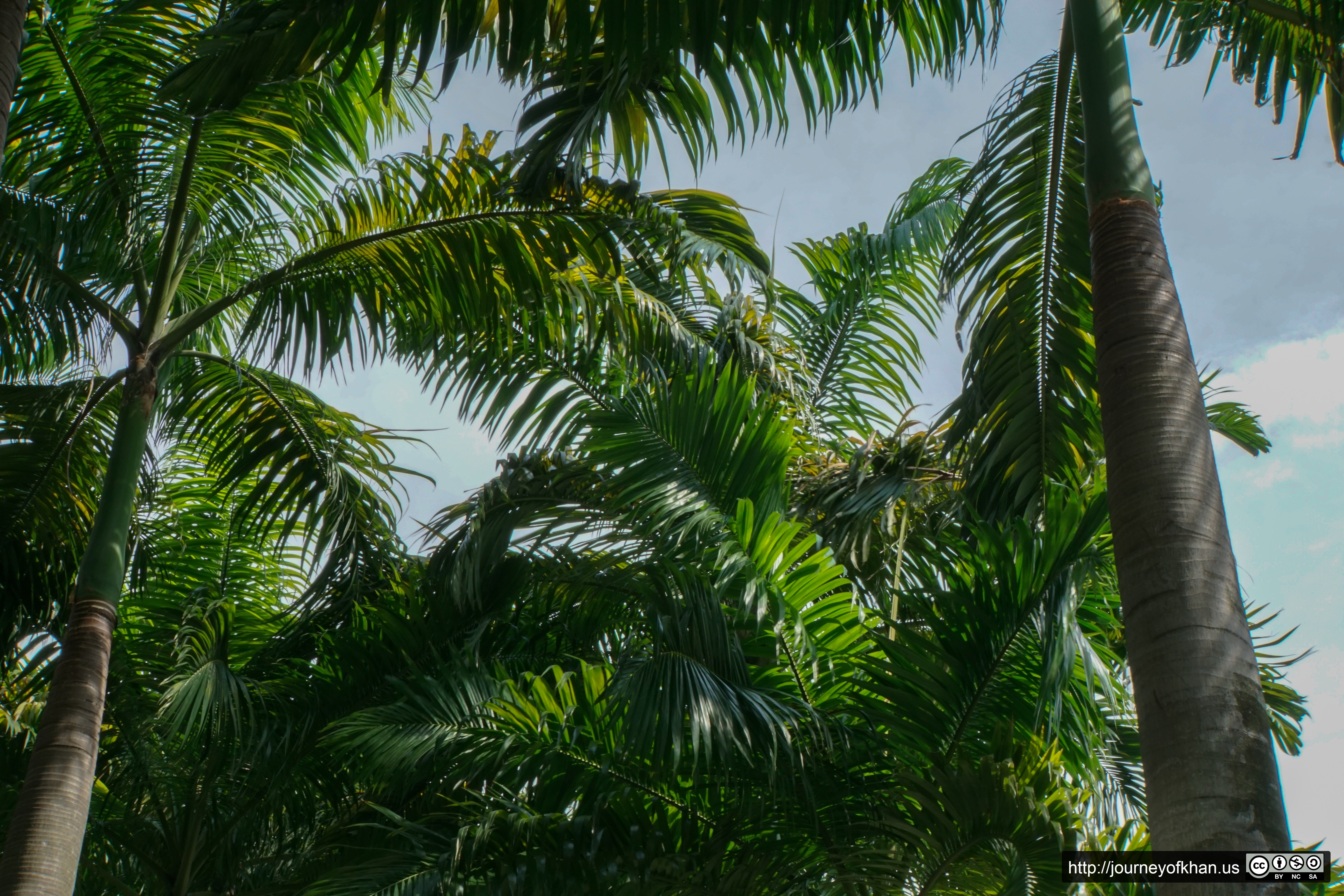 Palms and Sky from a Mall in Singapore (High Resolution)