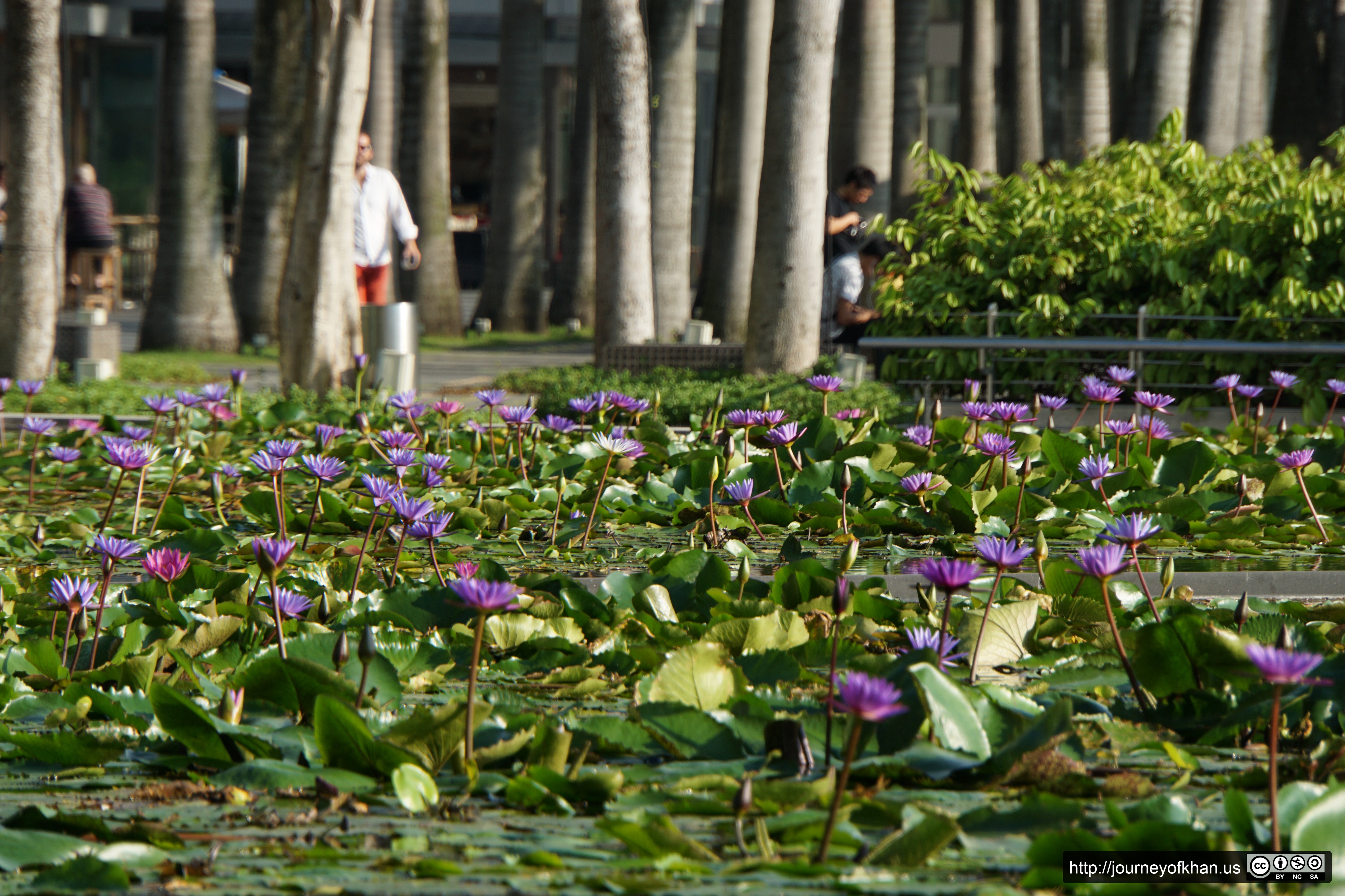 Flowers Floating at Marina Bay Sands (High Resolution)