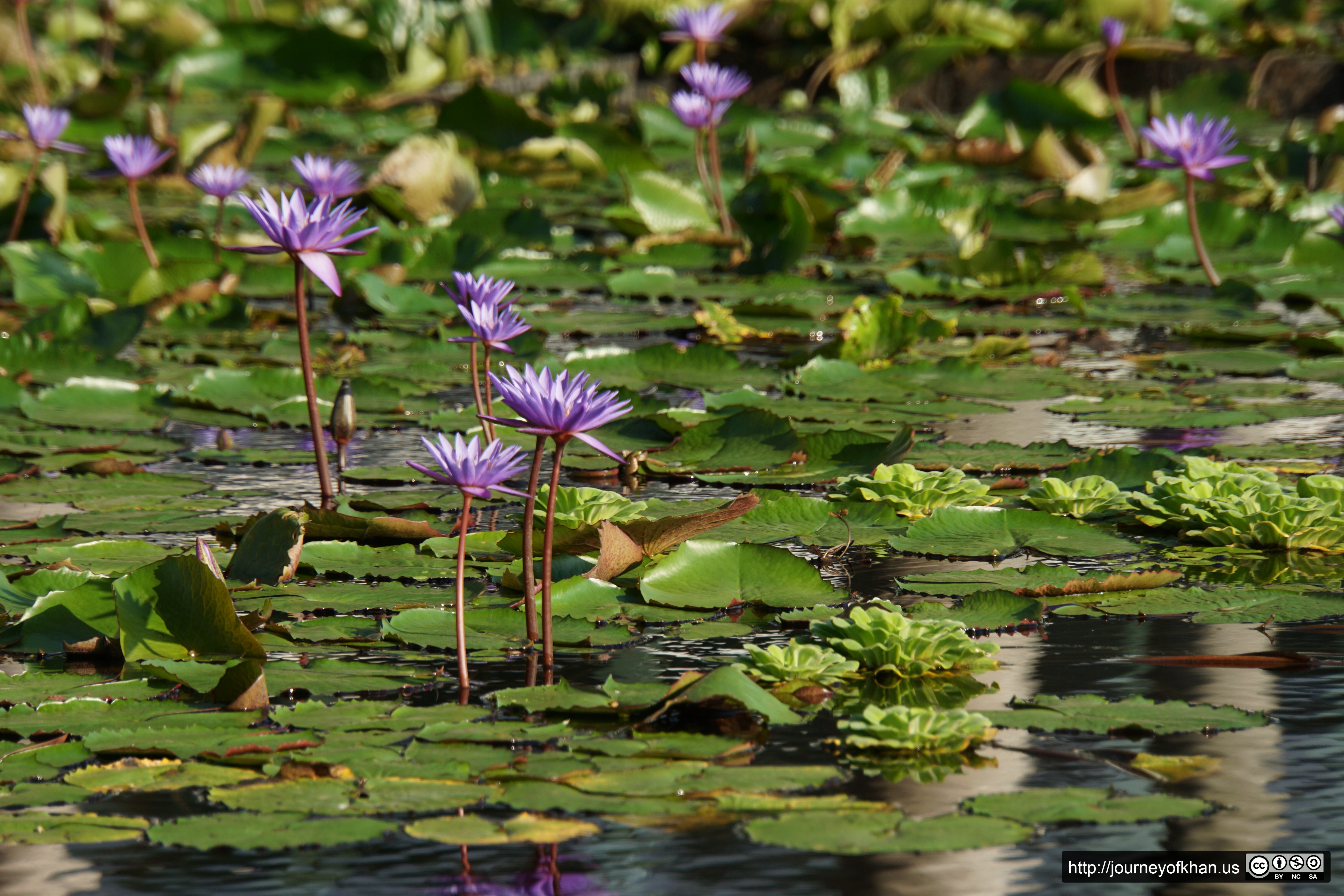 Purple Petals and Pads (High Resolution)