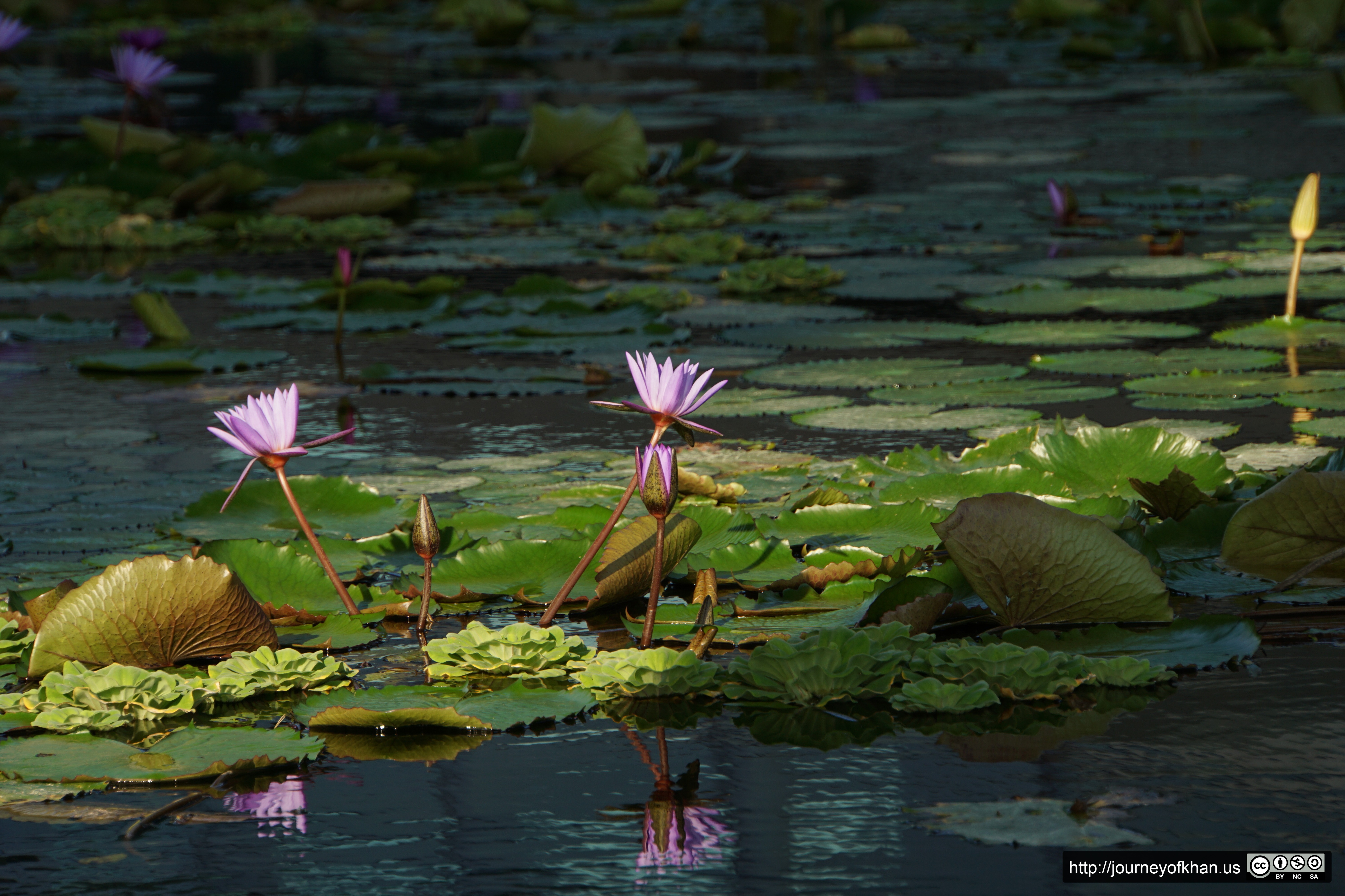 Blue Reflections of Purple (High Resolution)