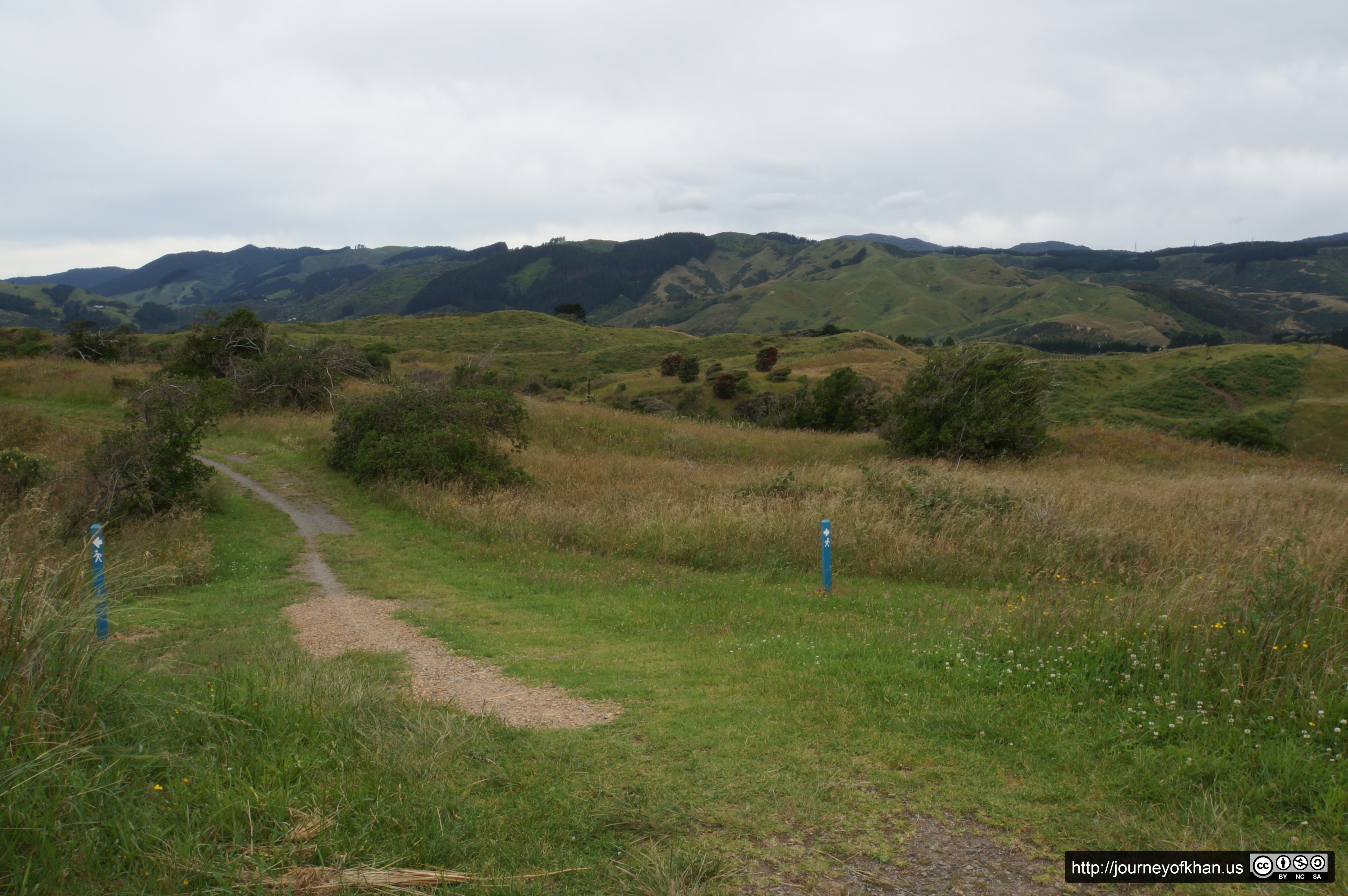 Blue Posts on a Trail (High Resolution)