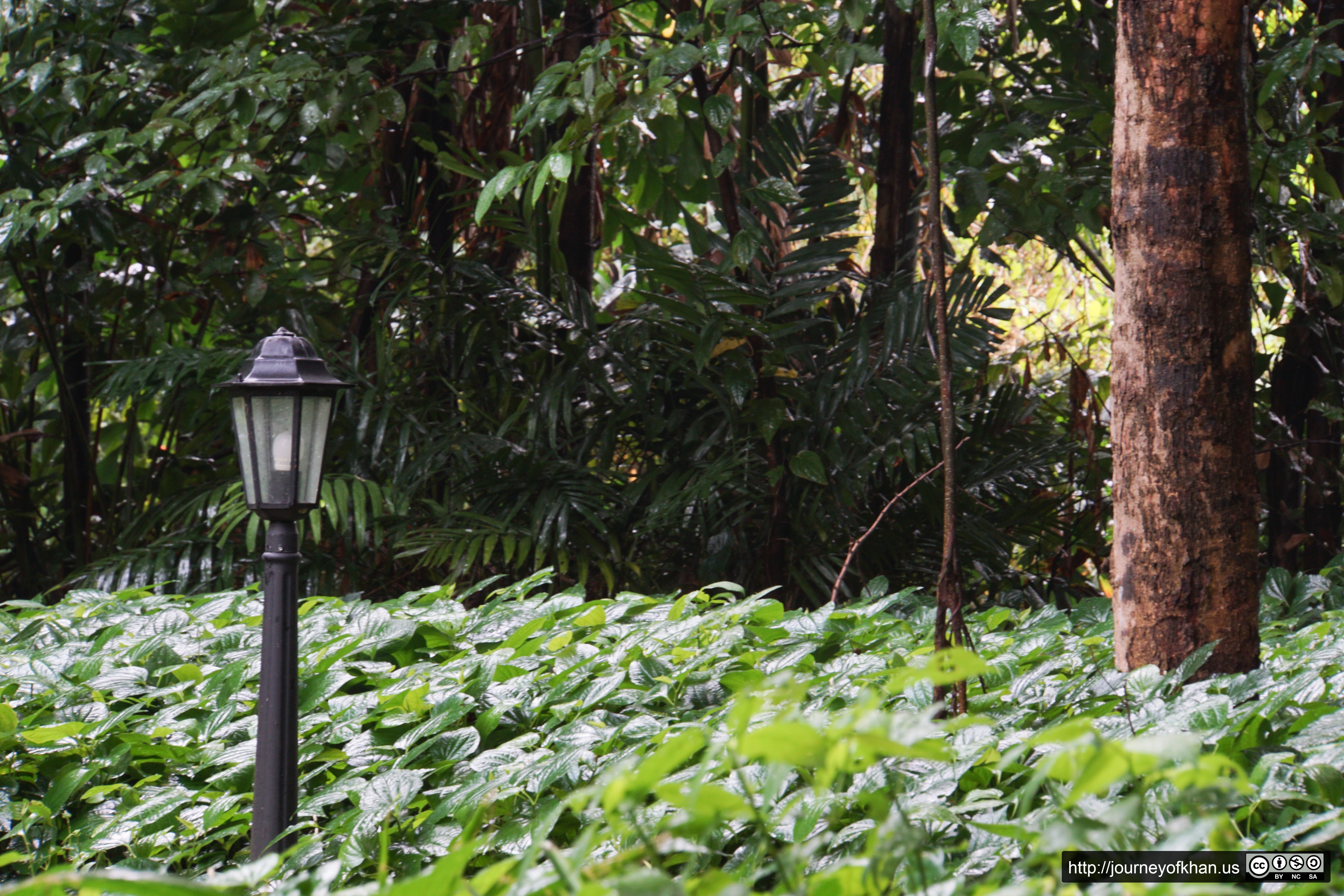 Lamppost in the Leaves (High Resolution)