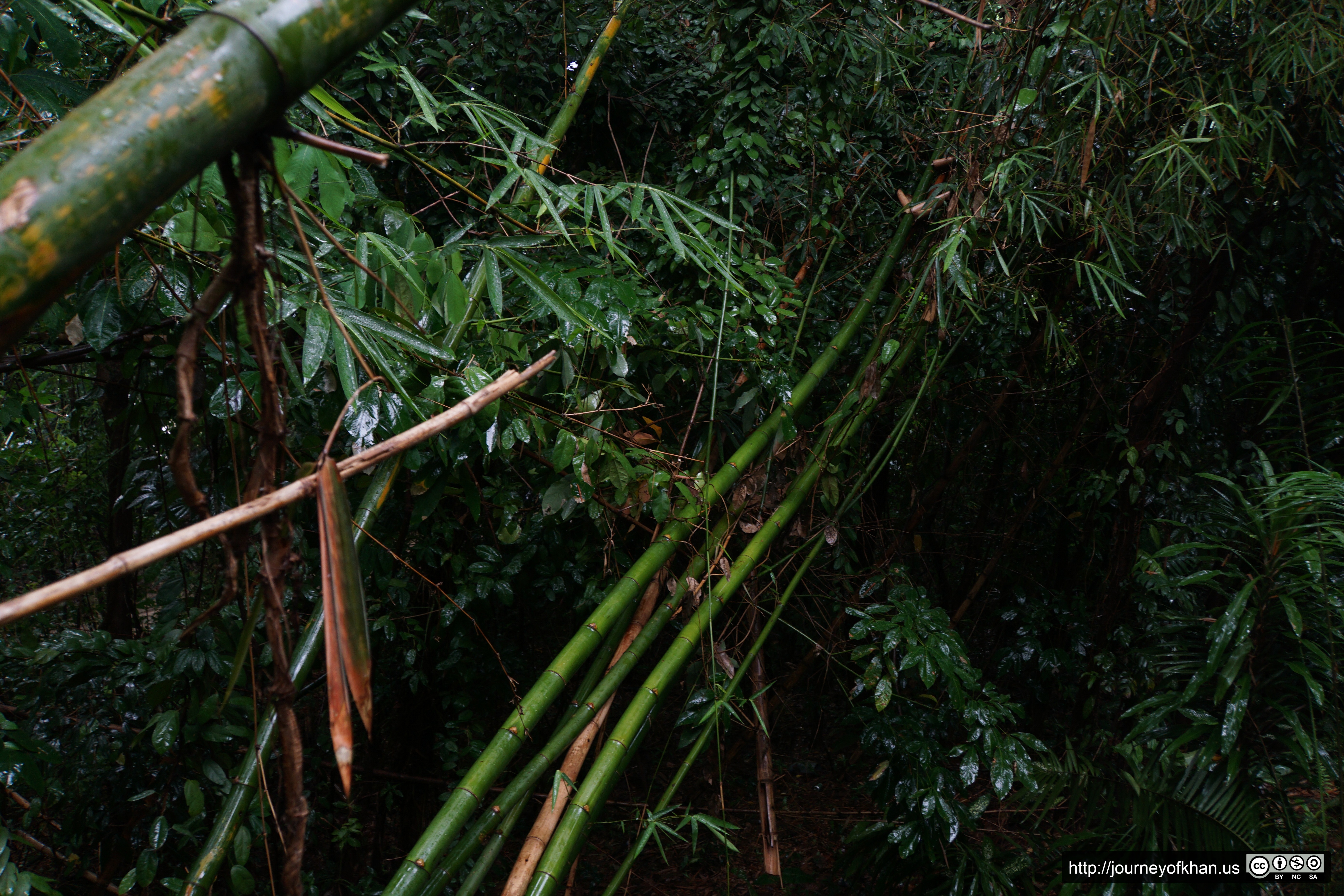 Fallen Bamboo in the Rain (High Resolution)