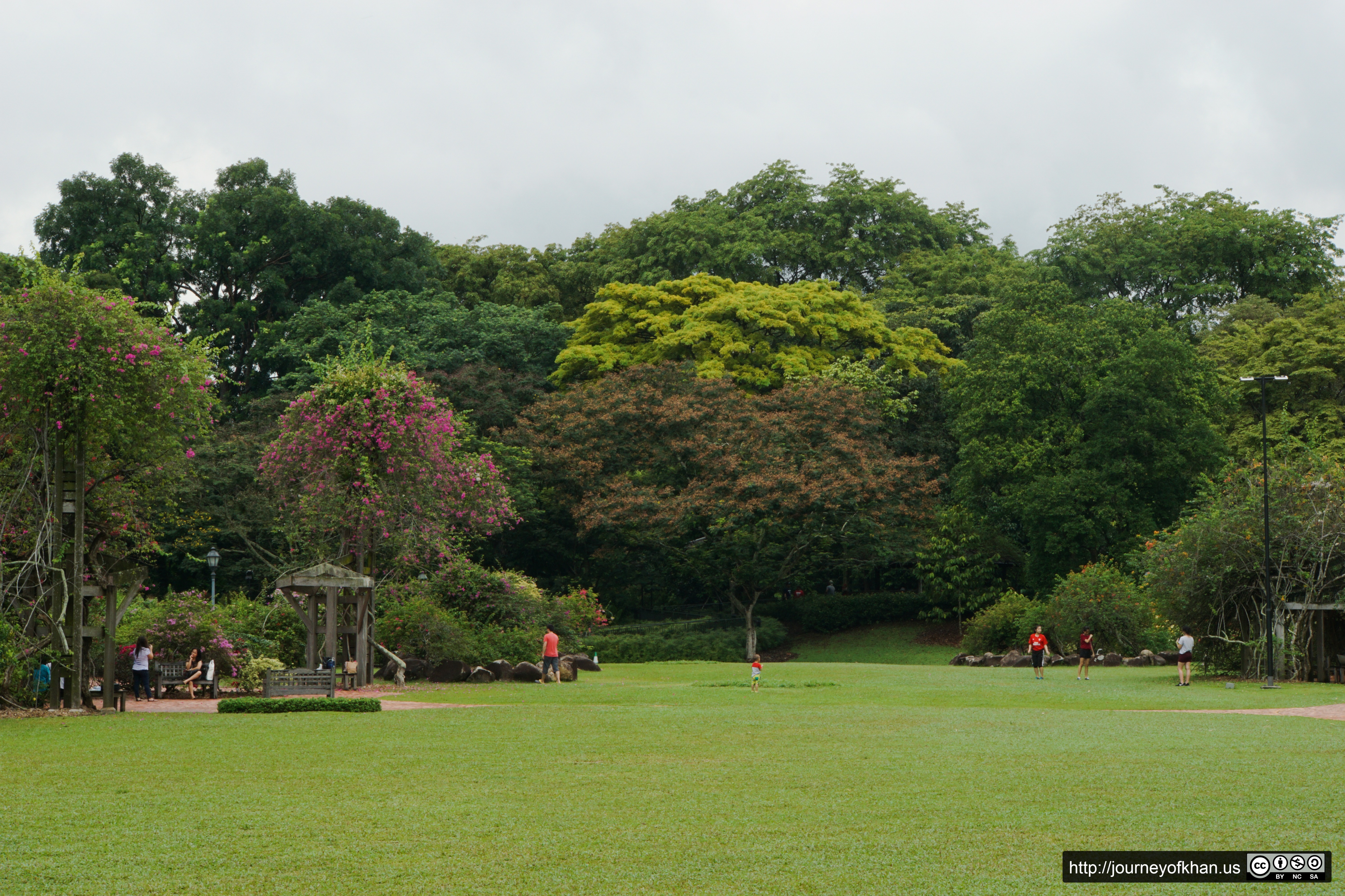 Green Field in the Botanic Garden of Singapore (High Resolution)