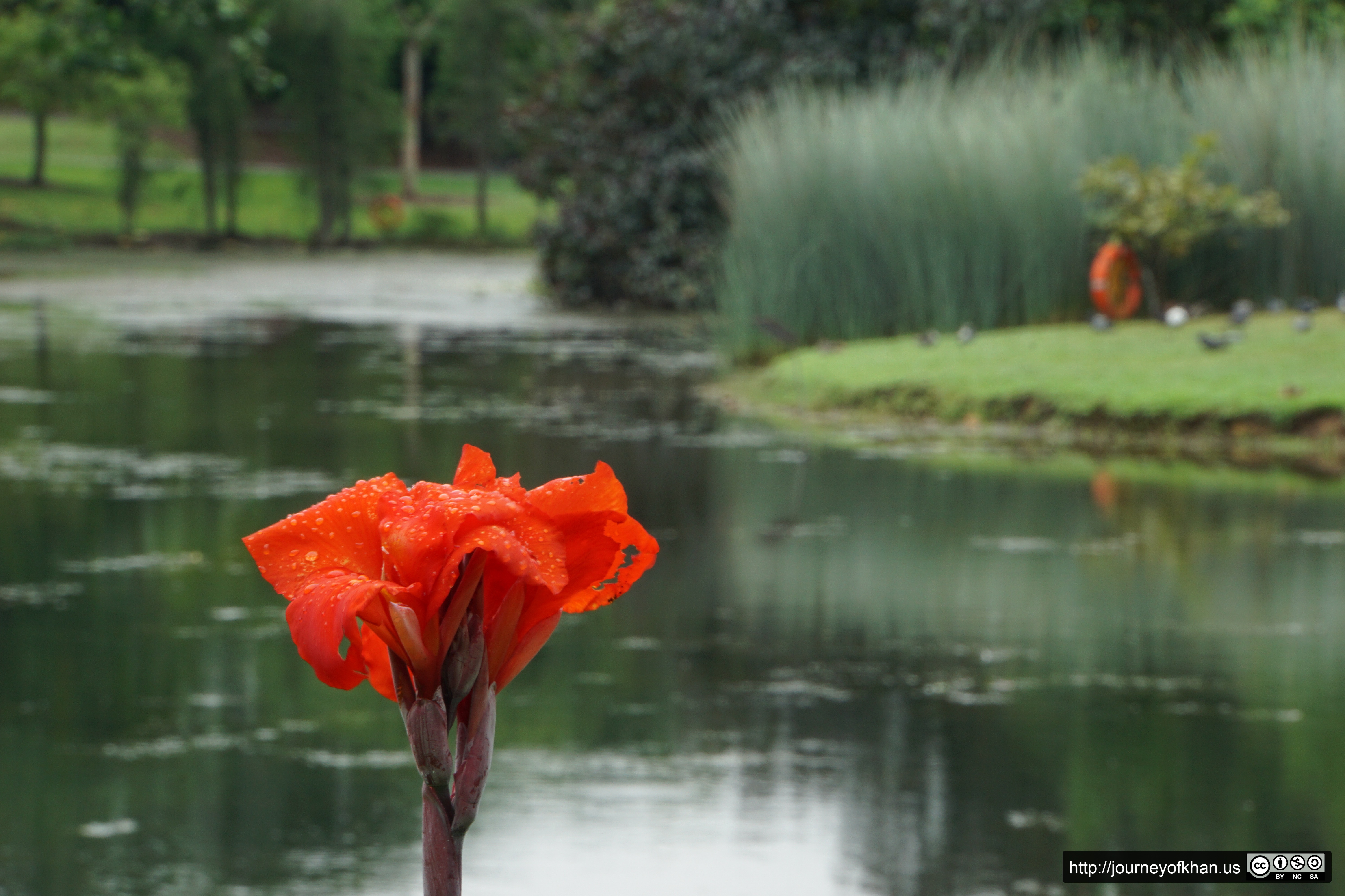 Red Flower (High Resolution)